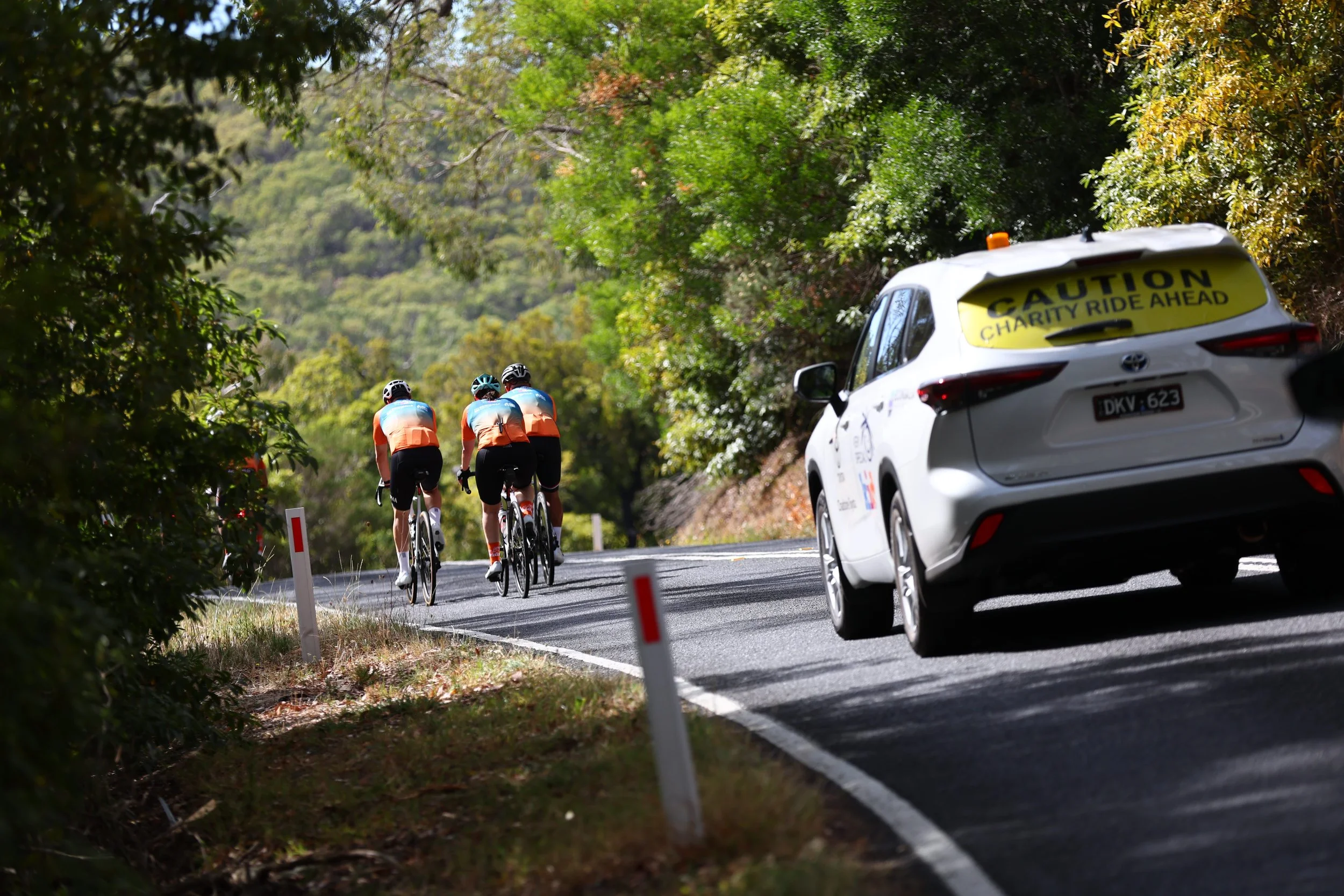 6. Dromana - Red Hill - Sorrento 024191.jpg
