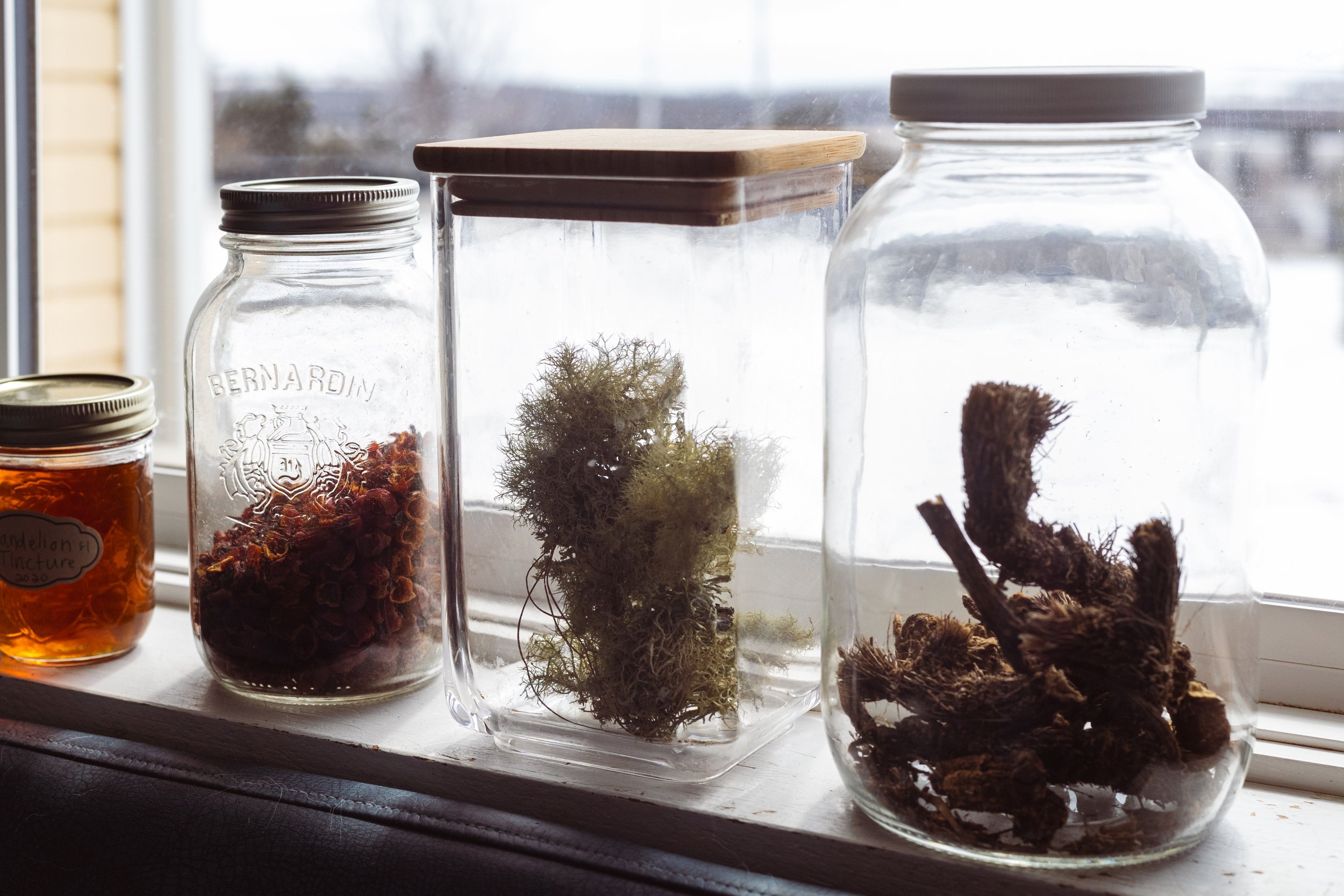 Glass jars containing dried plants, moss, and roots, placed on a windowsill.