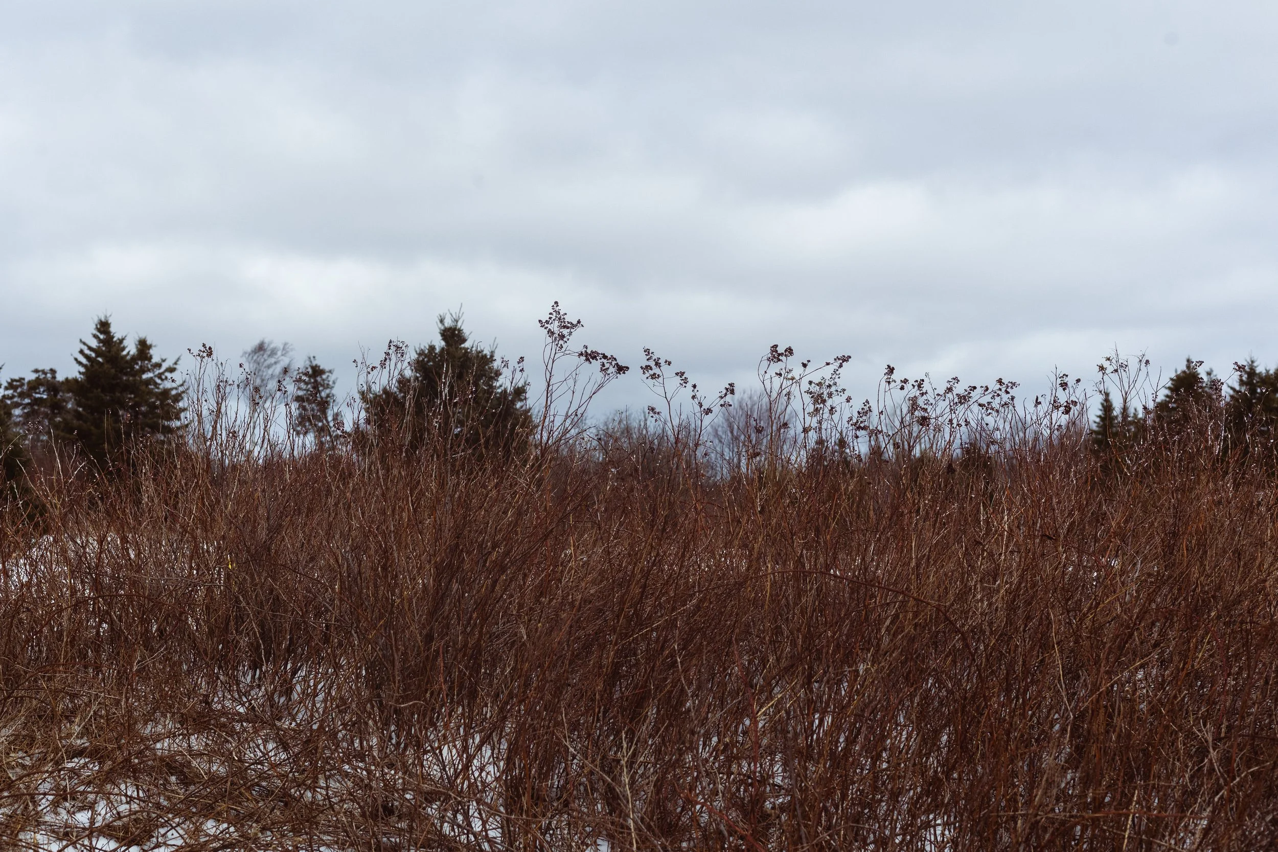 A landscape scene with overcast sky, leafless bushes in the foreground, and evergreen trees in the background.