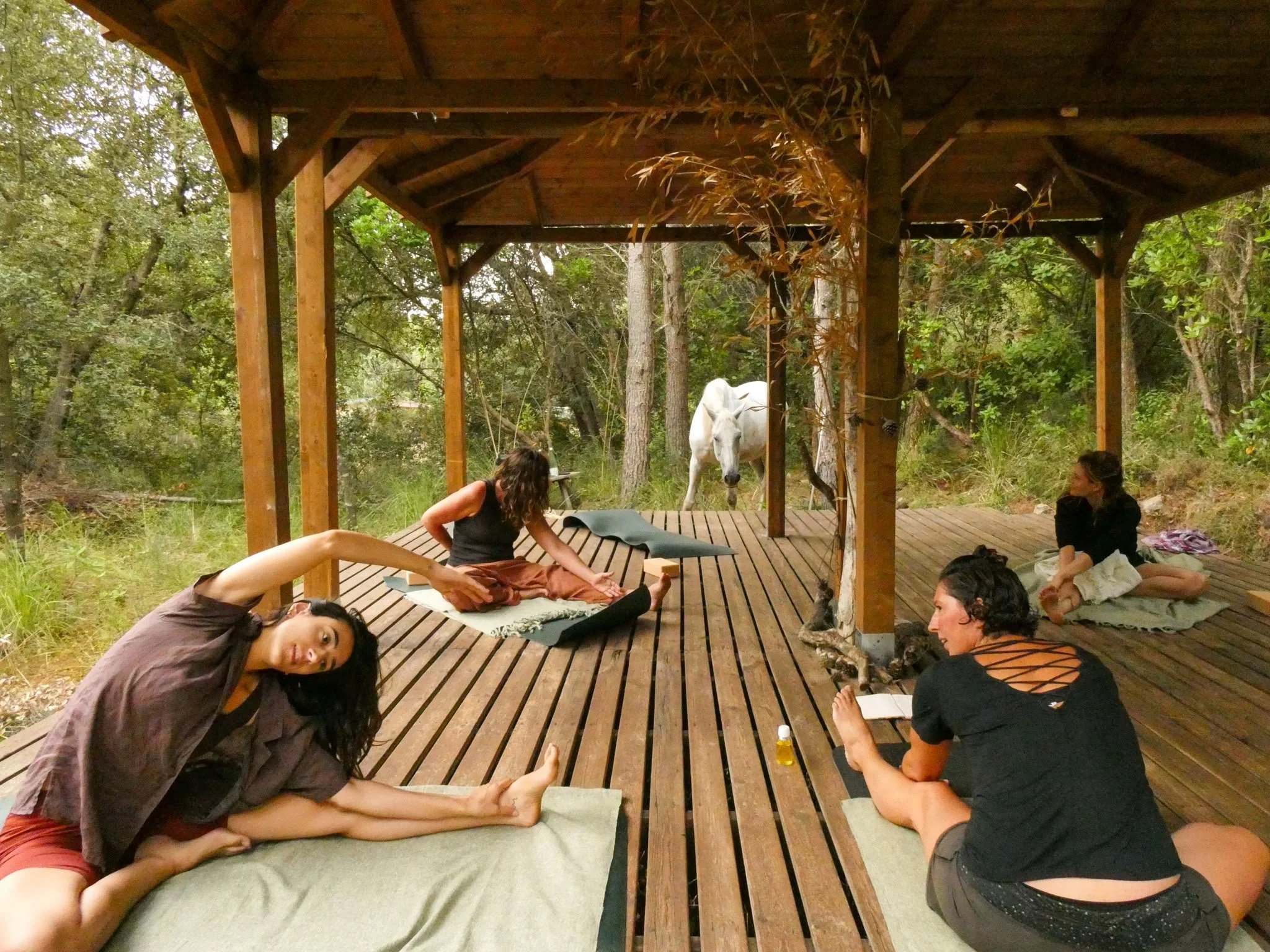 Small group practising yoga on a wooden deck with a white horse in the forest near Artà, Mallorca