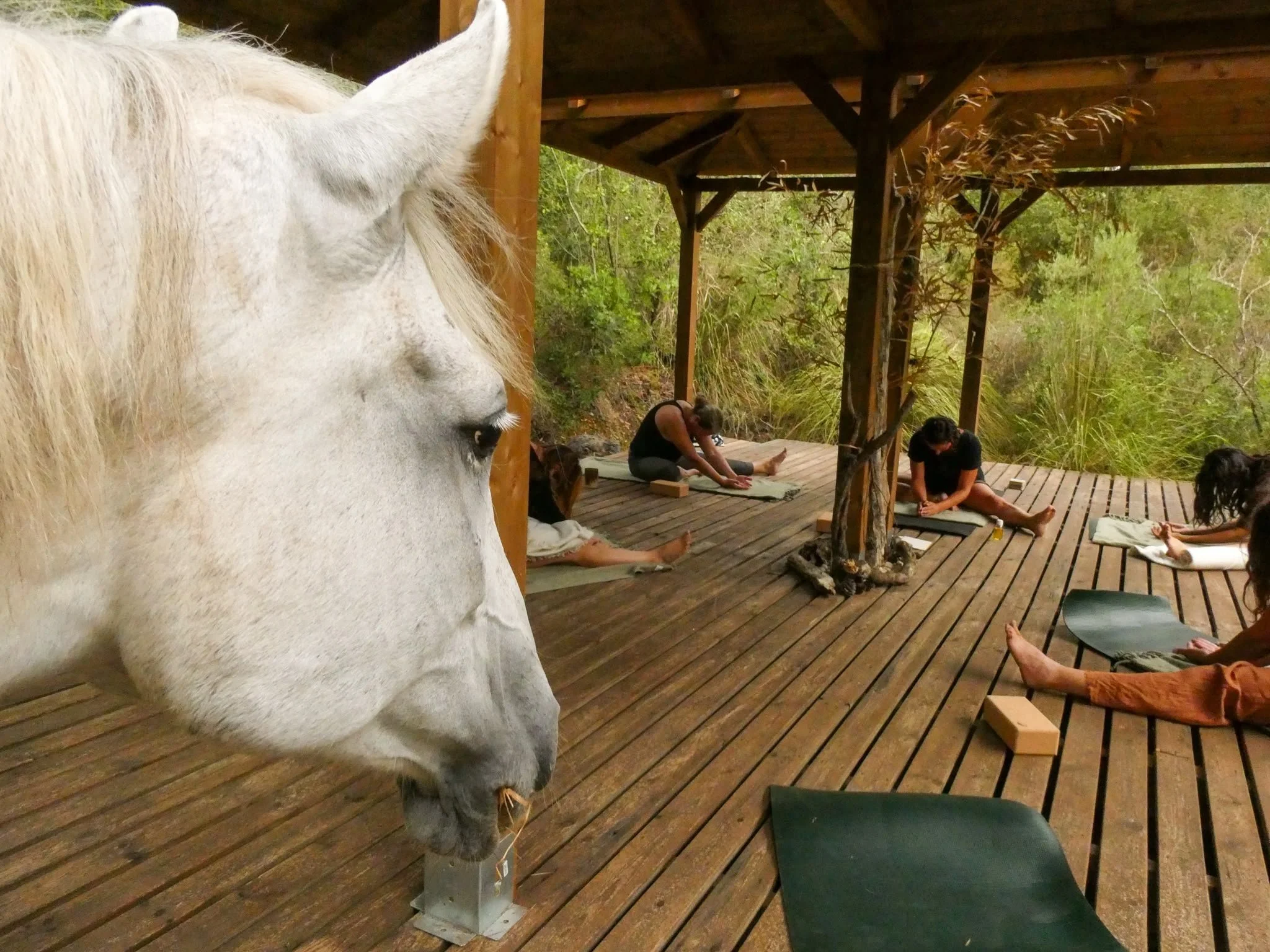 Yoga class on a wooden deck with a white horse in the forest near Artà, Mallorca