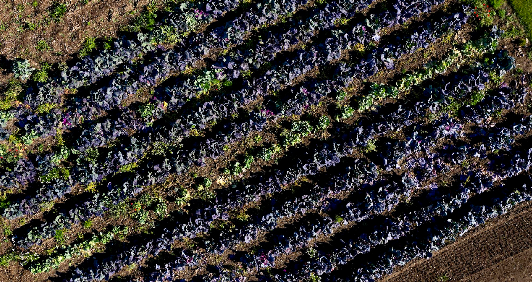 Bliss Cph - Marker med forskellige grøntsager, hovedsageligt lilla kål, plantet i rækker i jorden.