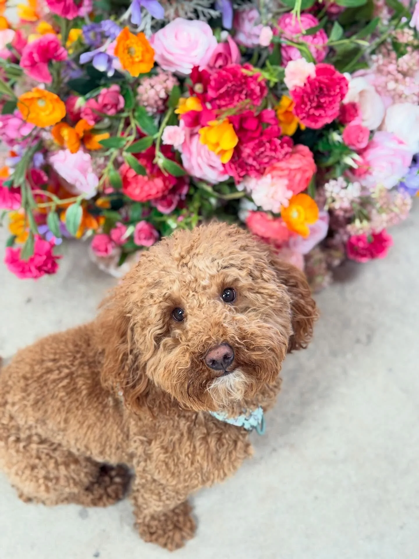 THE BEST DAY ✨
Raphael had the time of his life today accompanying me to the Fayre at the beautiful @thebarnatdrovers 🐾 He made lots of new friends and made so many people smile. We can&rsquo;t wait for him to start his therapy dog journey! 🤍