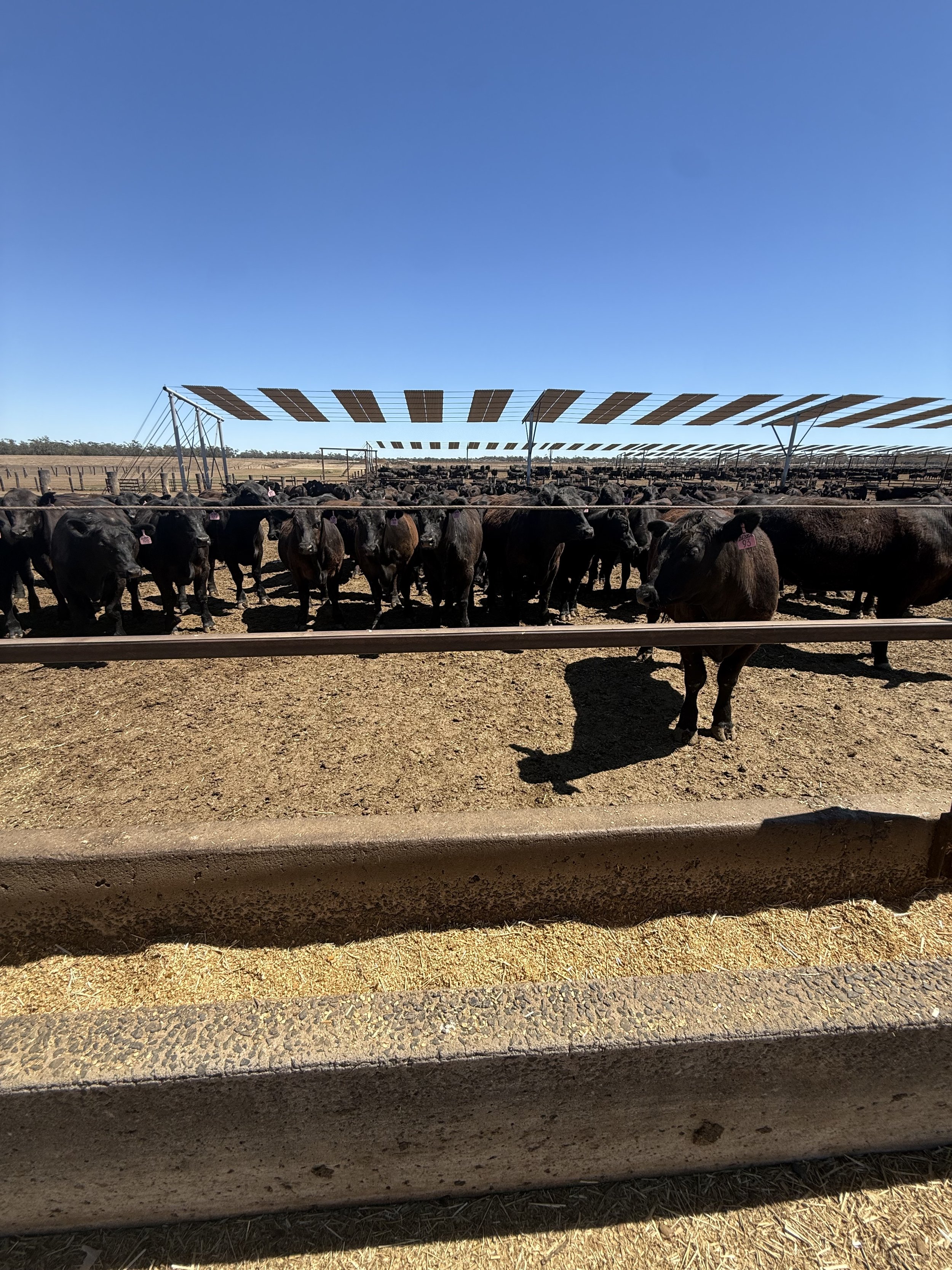Cattle 2 Kerwee Feedlot.jpeg
