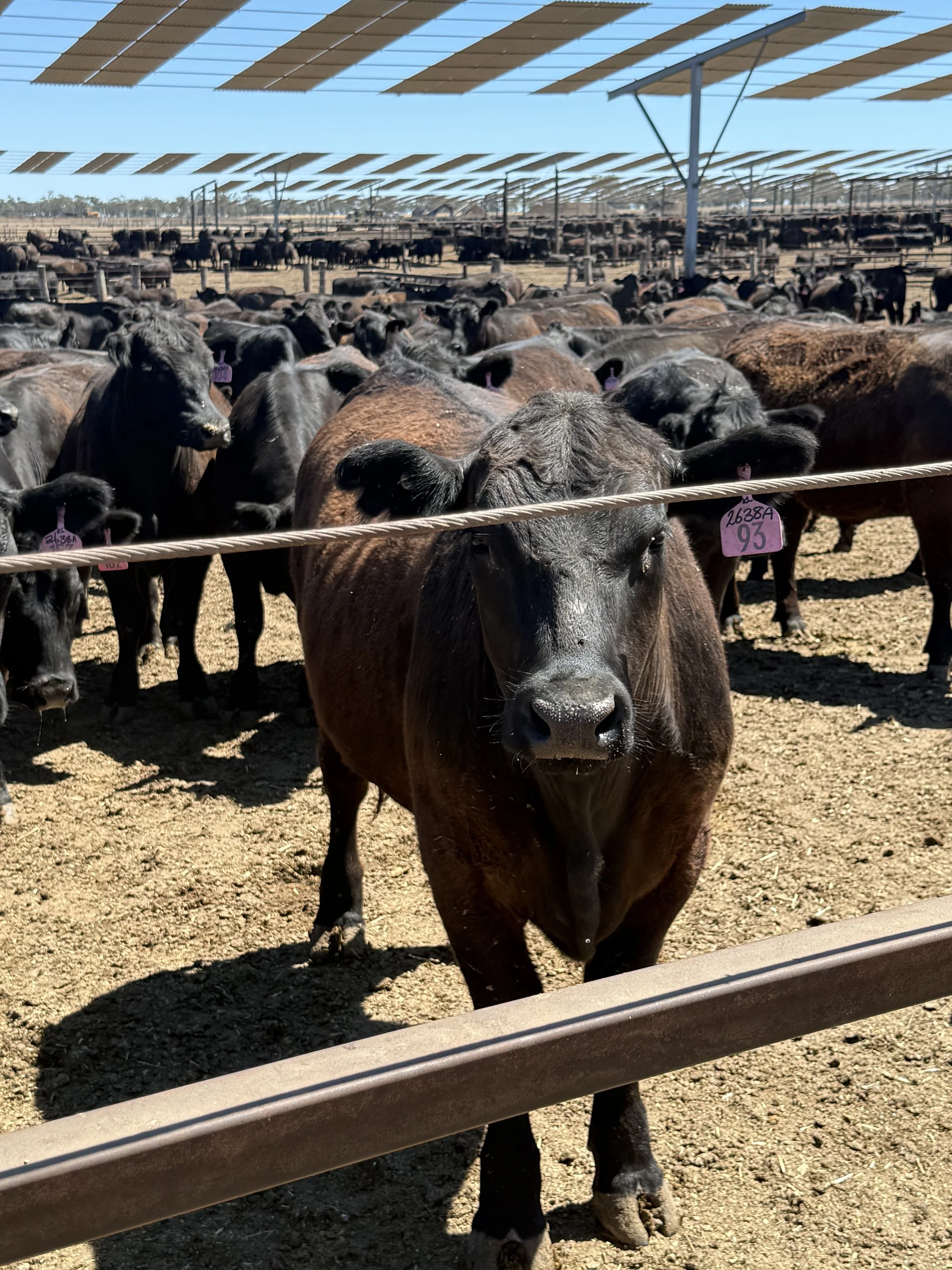 Cattle Kerwee Feedlot.jpeg
