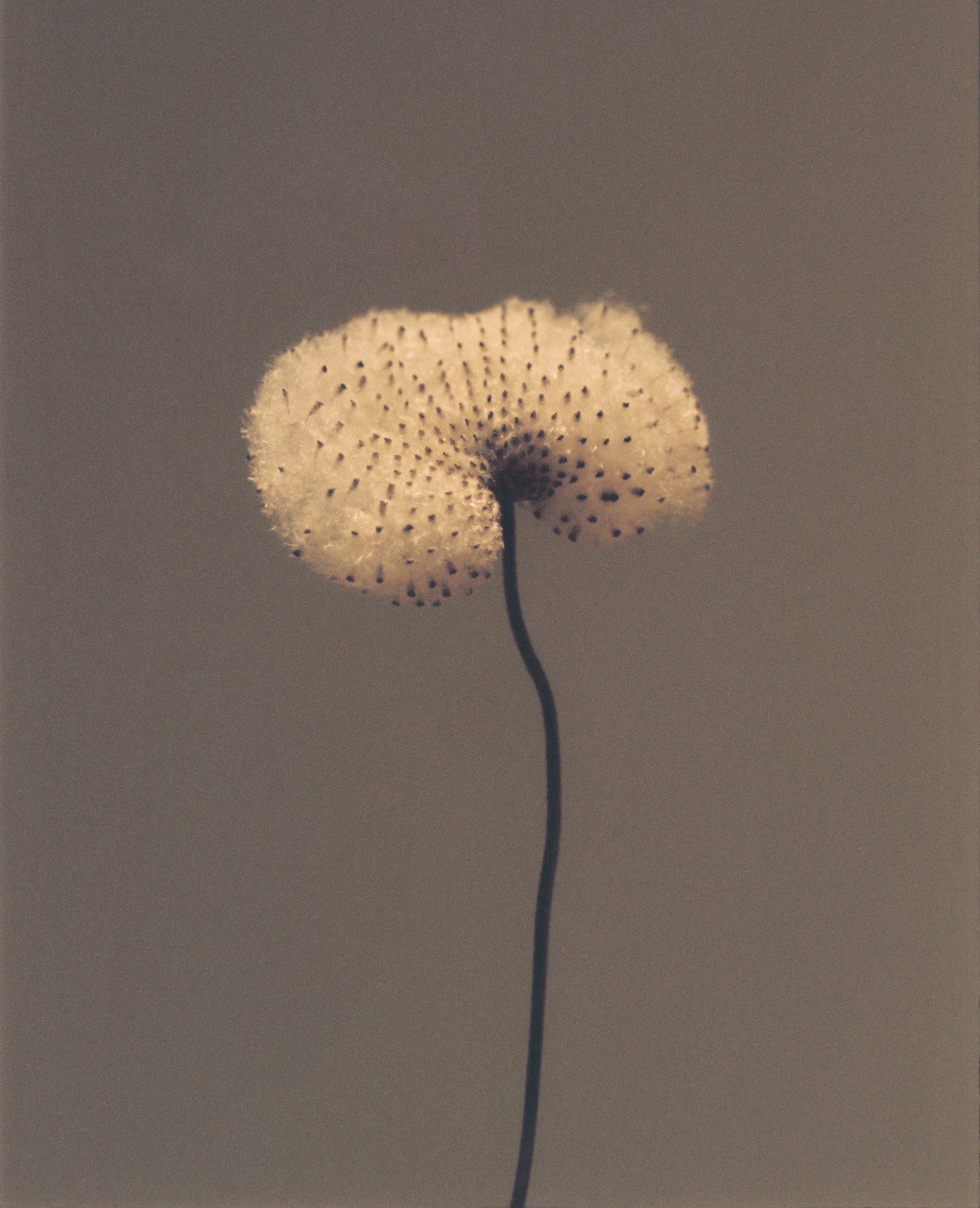 Anemone
