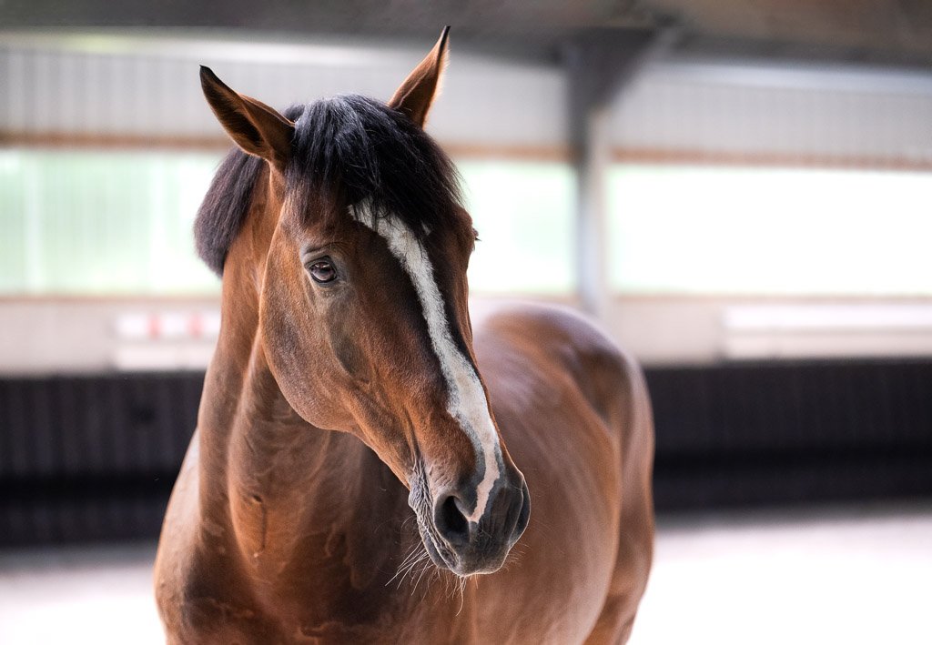KB-EQUESTRIAN-WEB-OPTIMIZED-70.jpg