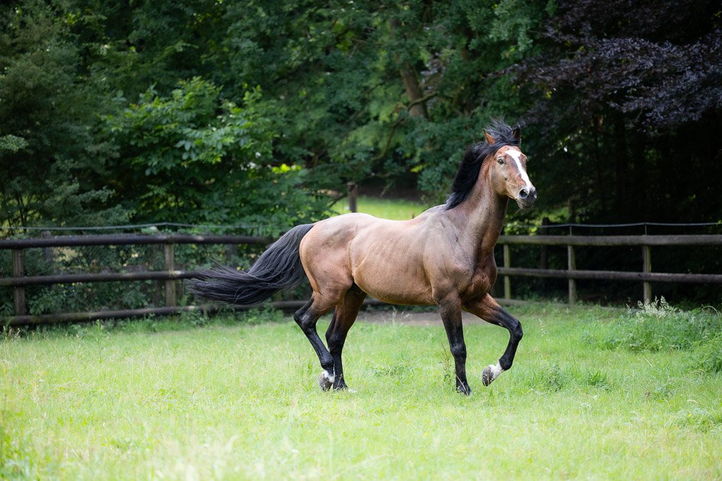 KB-EQUESTRIAN-WEB-OPTIMIZED-73.jpg