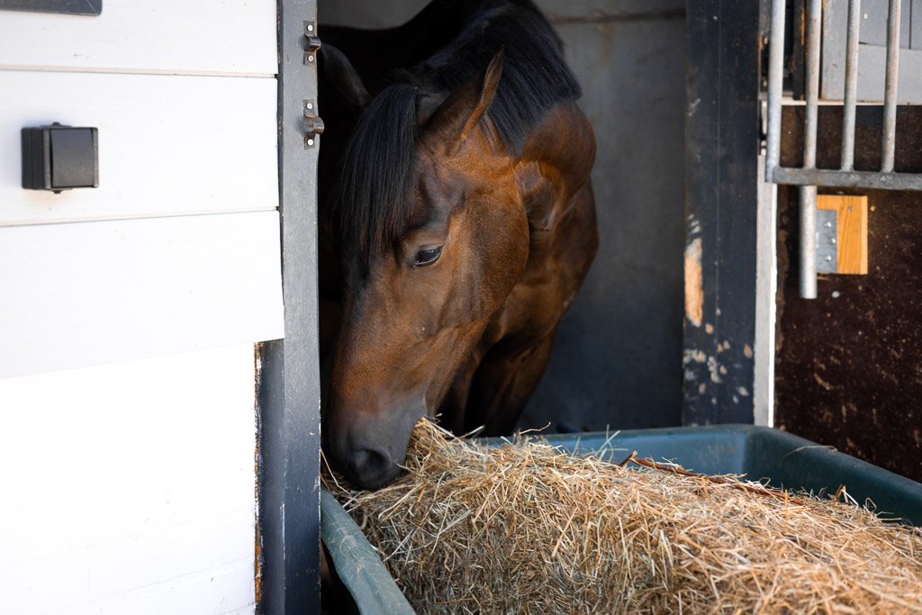 KB-EQUESTRIAN-WEB-OPTIMIZED-11.jpg