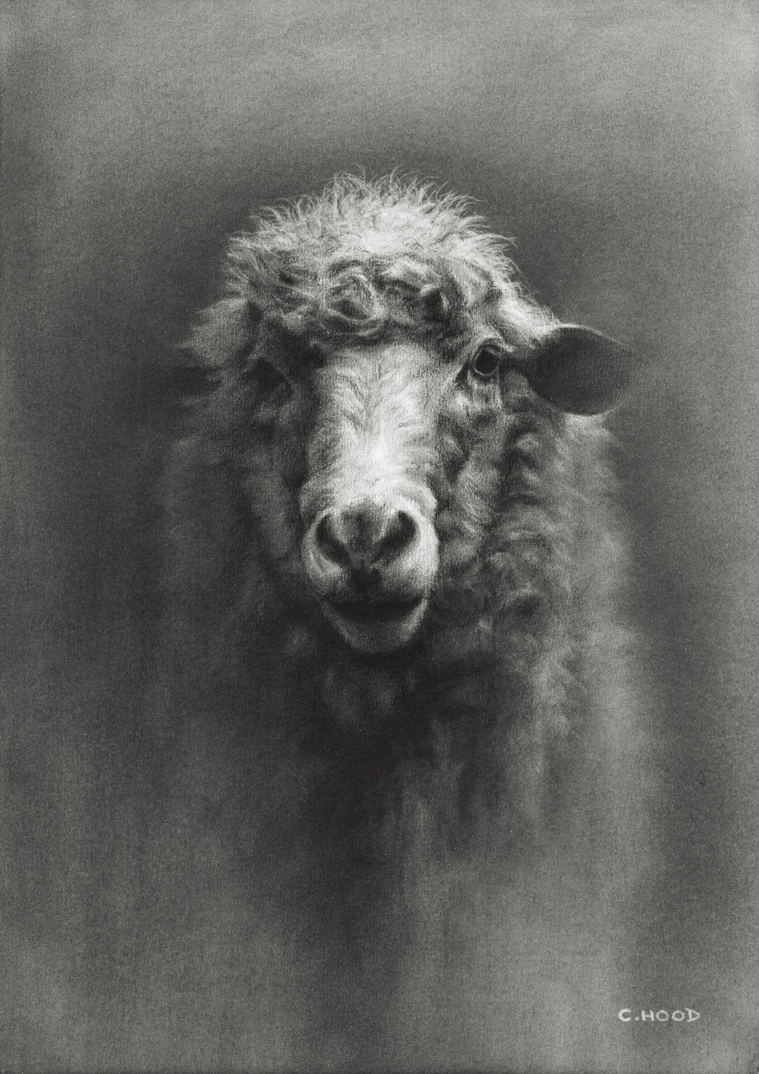 Sheep | Open Edition Print