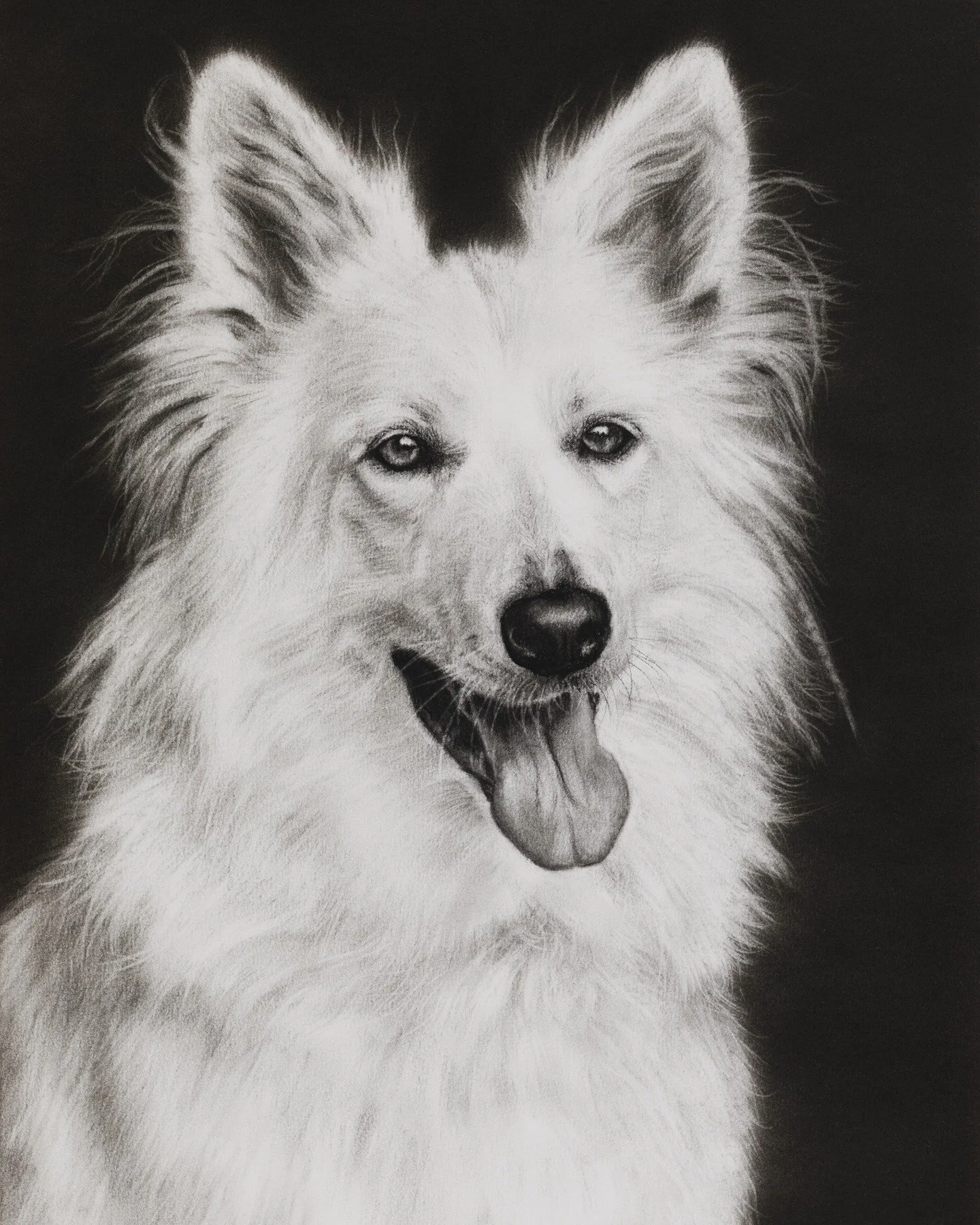 Here is the super white and fluffy Skylar! 😍 
A beautiful white german shepherd who was a refreshing change of pace from jet black labs 😂. 

Today's been filled with the finishing touches, spray fixing for longevity and setting her into a classic w