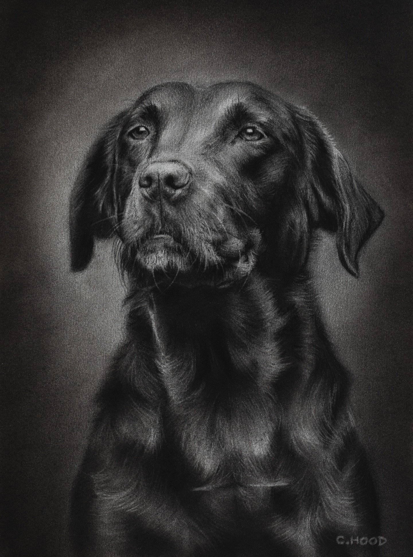 Another Lab! 😂 But this time she's a lovely chocolate Labrador named Martha 😊.

Drawn in willow and compressed charcoal on A4 smooth heavyweight paper and finished with a white archival mount and protective sleeve, ready to fit an 12x16&quot; frame