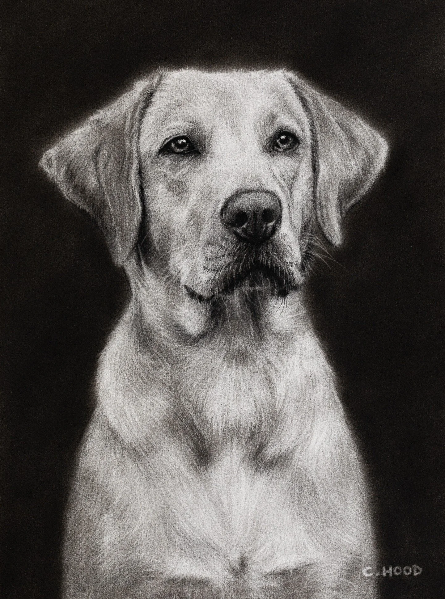 And last but not least is the gorgeous Roxy 😊. 

This was the final portrait of a three part private commission, drawn on A4 (8.3 x 11.7&rdquo;) smooth heavyweight paper with willow &amp; compressed charcoal.

As many of you may know I'm quite into 