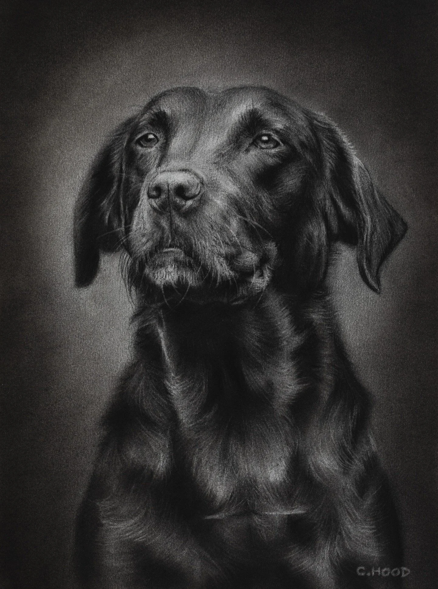 Another Lab! 😂 But this time she's a lovely chocolate Labrador named Martha 😊.

Drawn in willow and compressed charcoal on A4 smooth heavyweight paper and finished with a white archival mount and protective sleeve, ready to fit an 12x16" frame