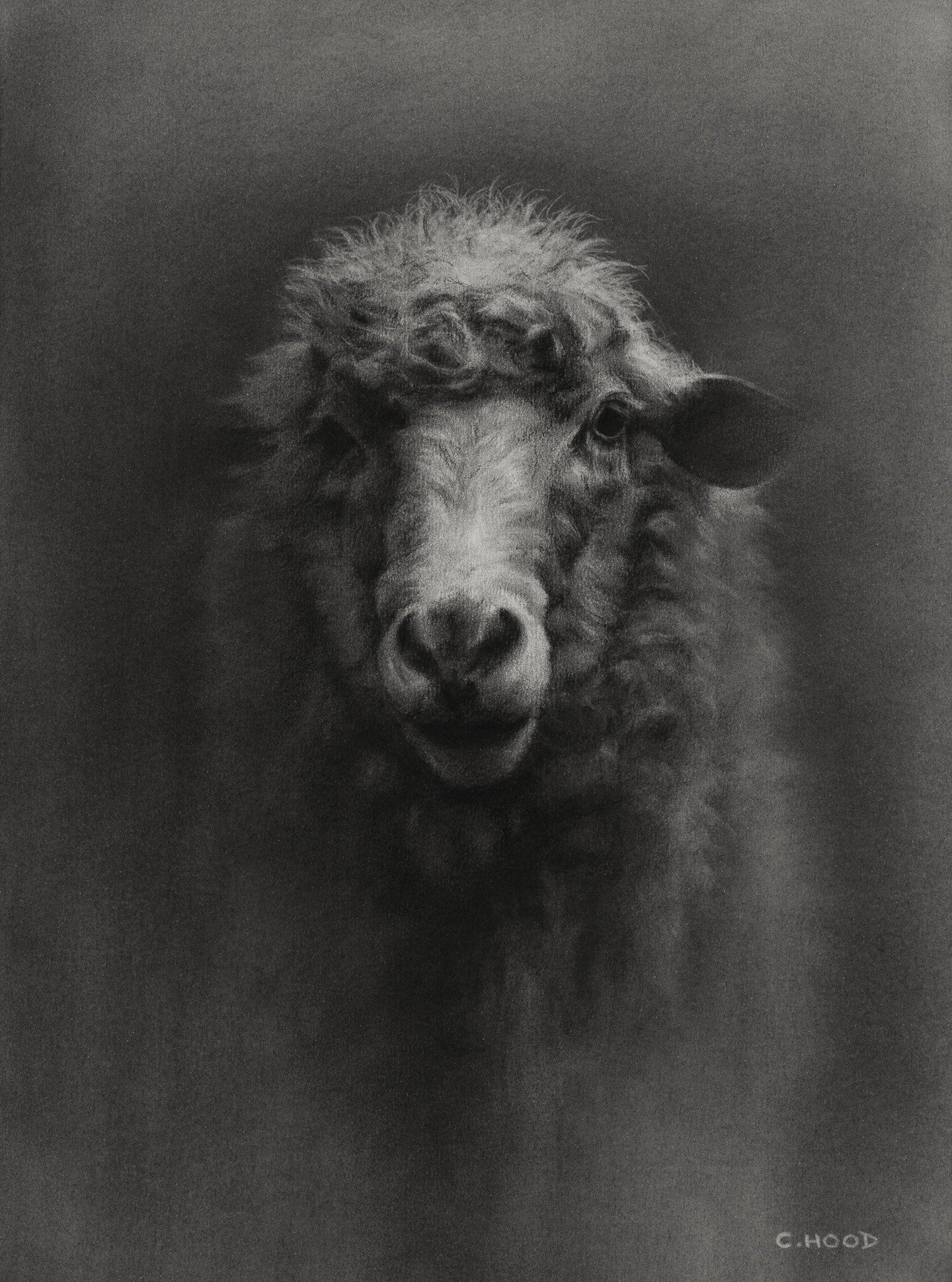 Wool you believe it?! A new subject! 🐑
This one was shear-iously satifying to draw, ewe have no idea. 

Ok, enough of the puns... 

Here's my first original piece of 2026 😁, a moody sheep study in charcoal on smooth heavyweight paper. 

This piece 