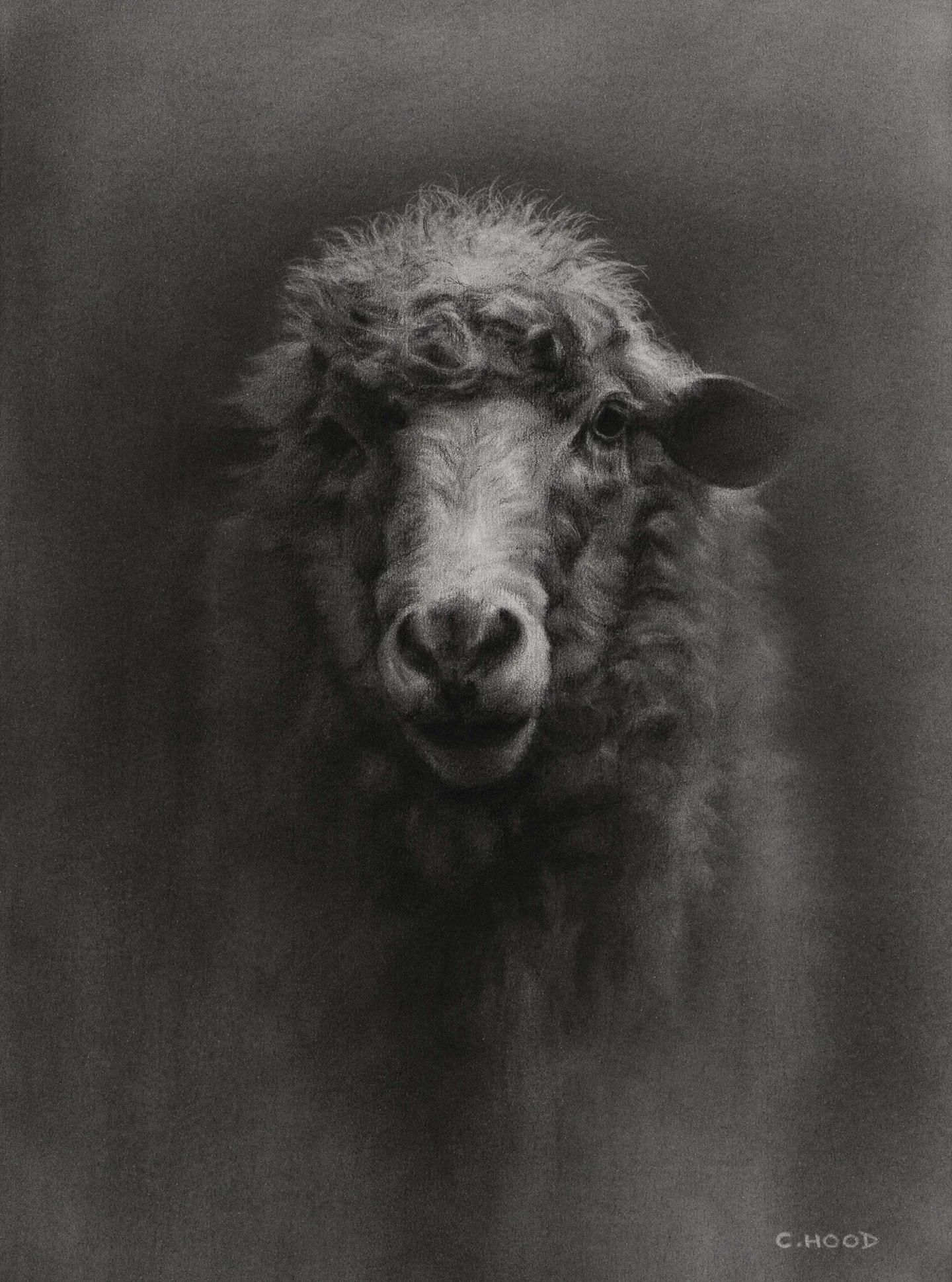 Wool you believe it?! A new subject! 🐑
This one was shear-iously satifying to draw, ewe have no idea. 

Ok, enough of the puns... 

Here's my first original piece of 2026 😁, a moody sheep study in charcoal on smooth heavyweight paper. 

This piece 