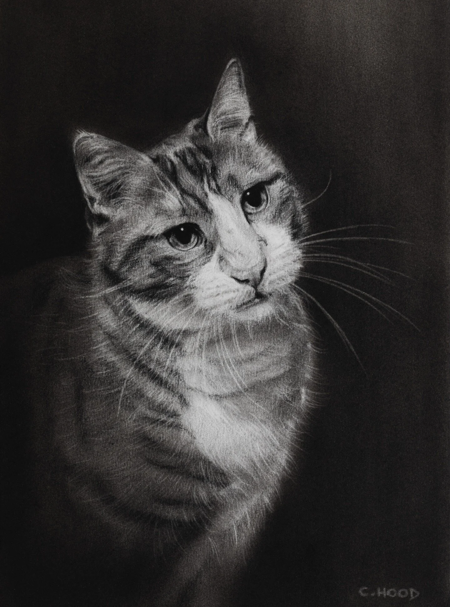 Part of a double birthday commission, a lovely French kitty named Spirou, which seems to mean mischievous and apparently he really is! 😂

A4 size, drawn in willow and compressed charcoal on smooth heavyweight paper. Mounted and gift wrapped (pics to