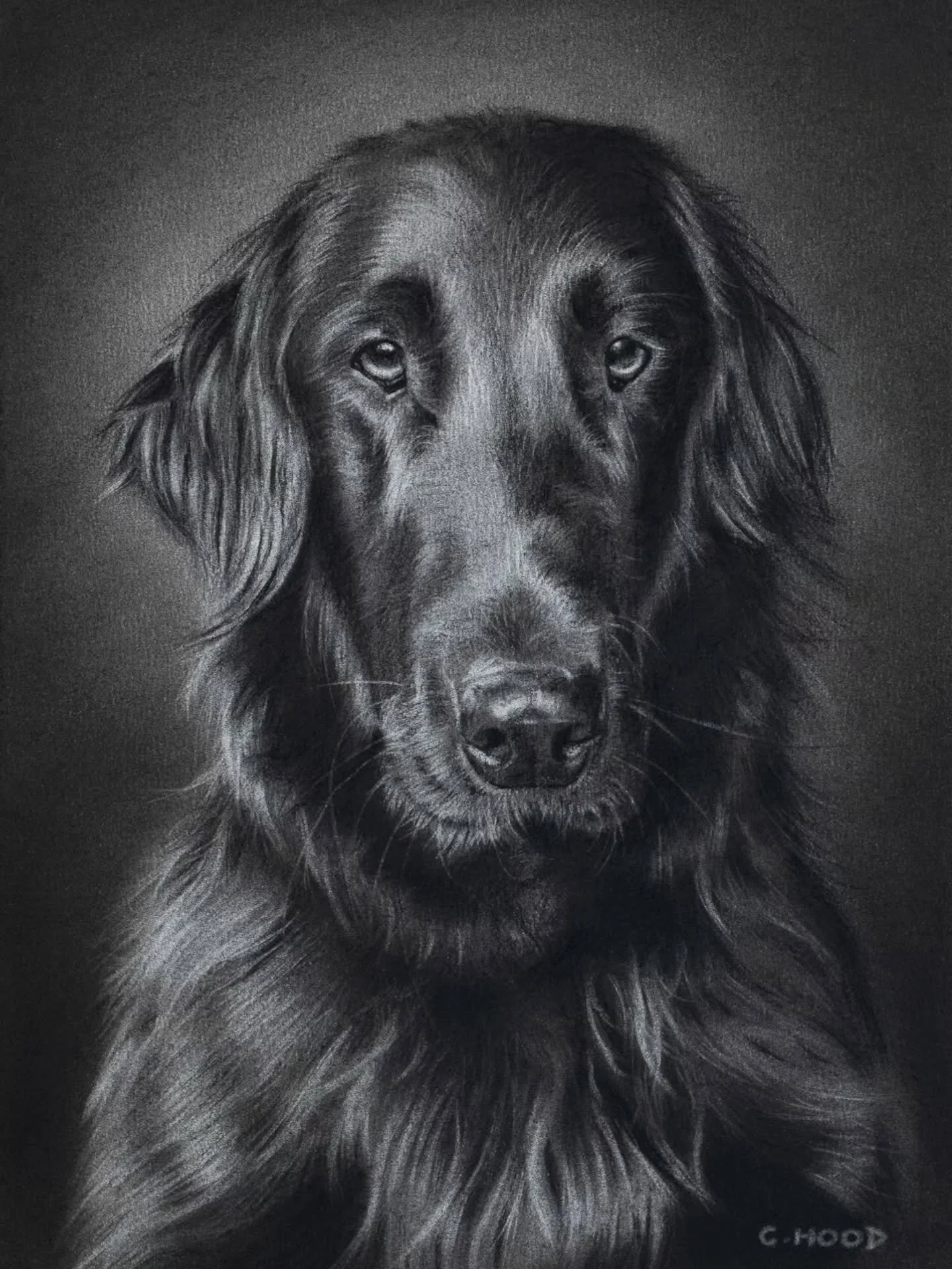 Let me introduce you to Humphrey, one exuberant flat coat retriever, who's the star of my latest surprise birthday present commission 😁🎁. 

Working on this one kinda reminded me of Ned and spending a good while pulling out all those highlights on h