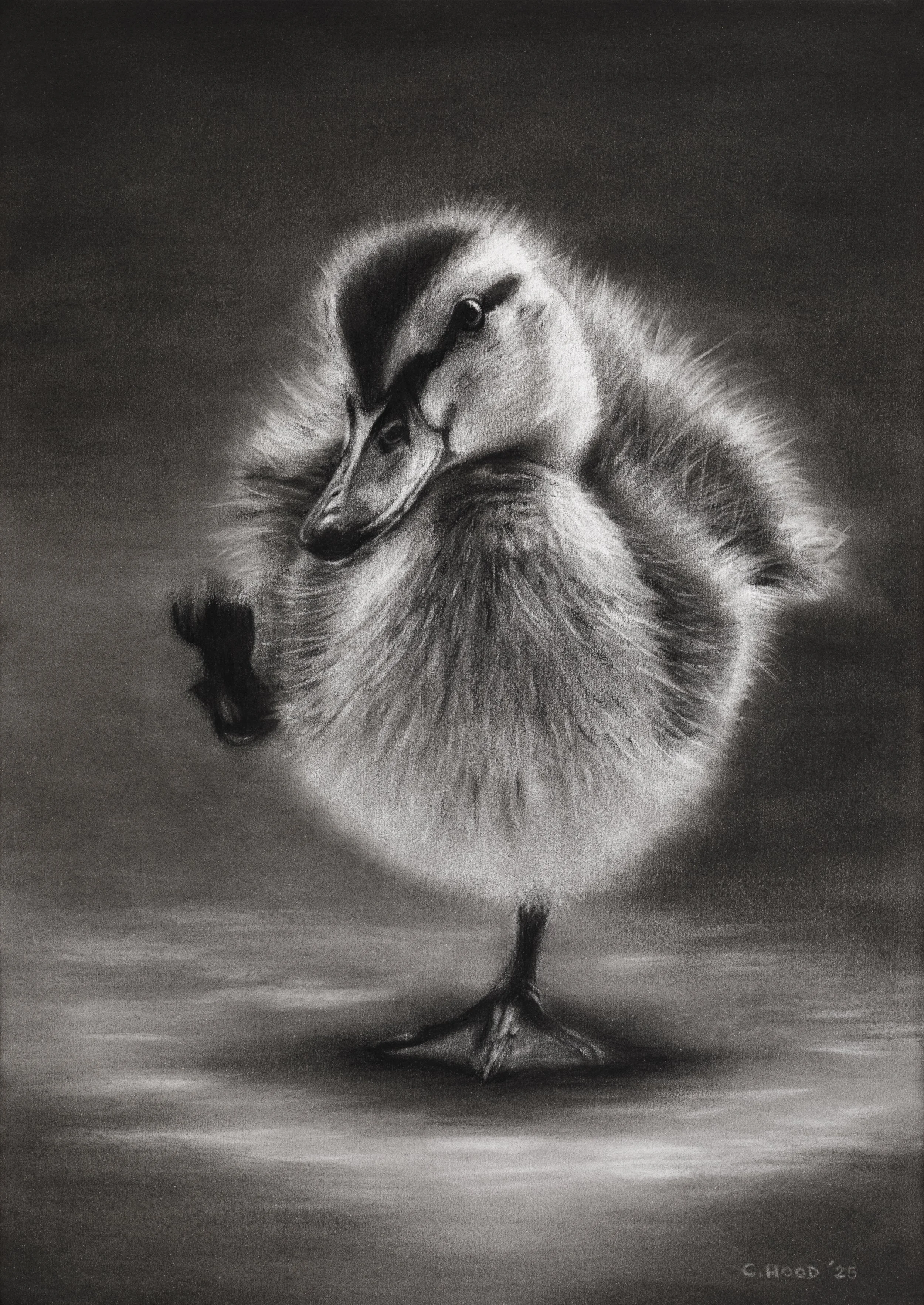 Duckling-1.jpg