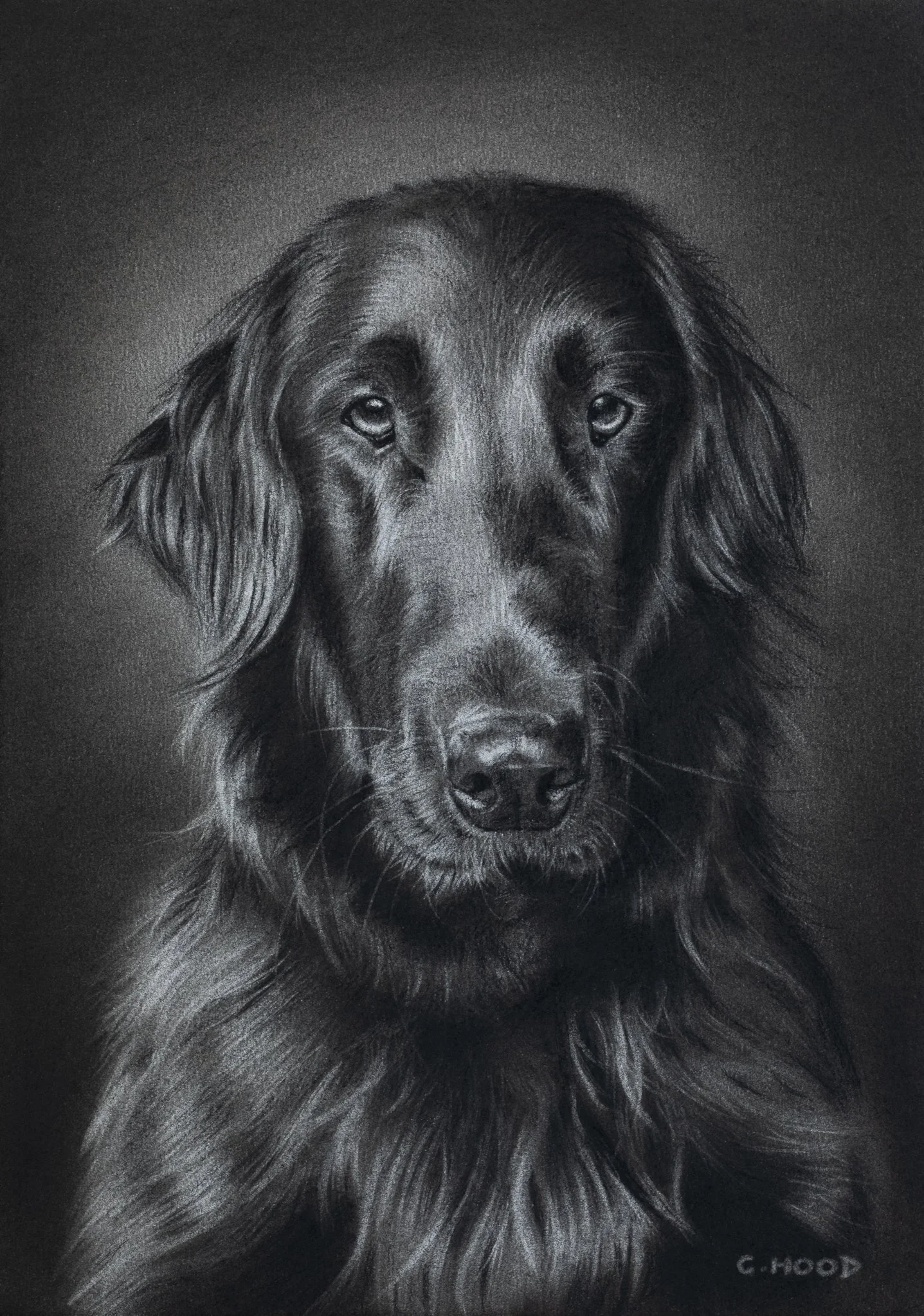 Humphrey, Commission, 2026, A4, Charcoal on Paper