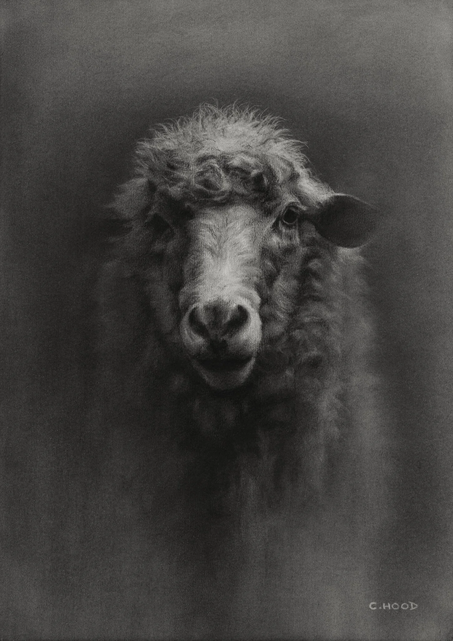 Sheep Study, Original, 2026, A3, Charcoal on Paper