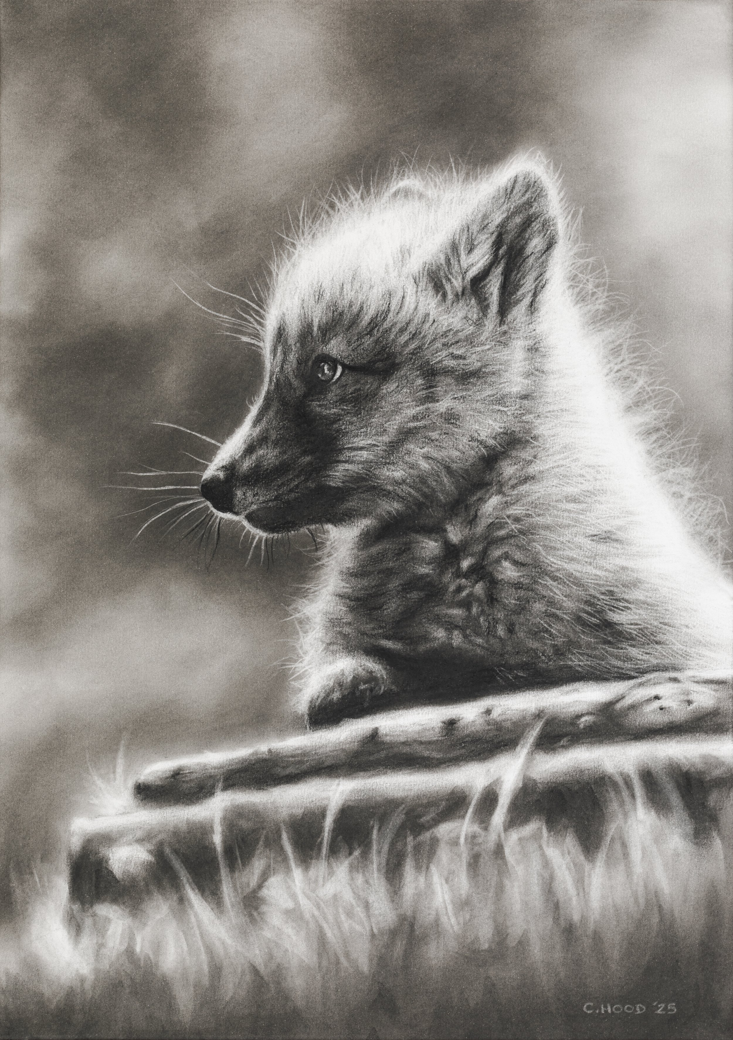 Fox Cub-1-2.jpg