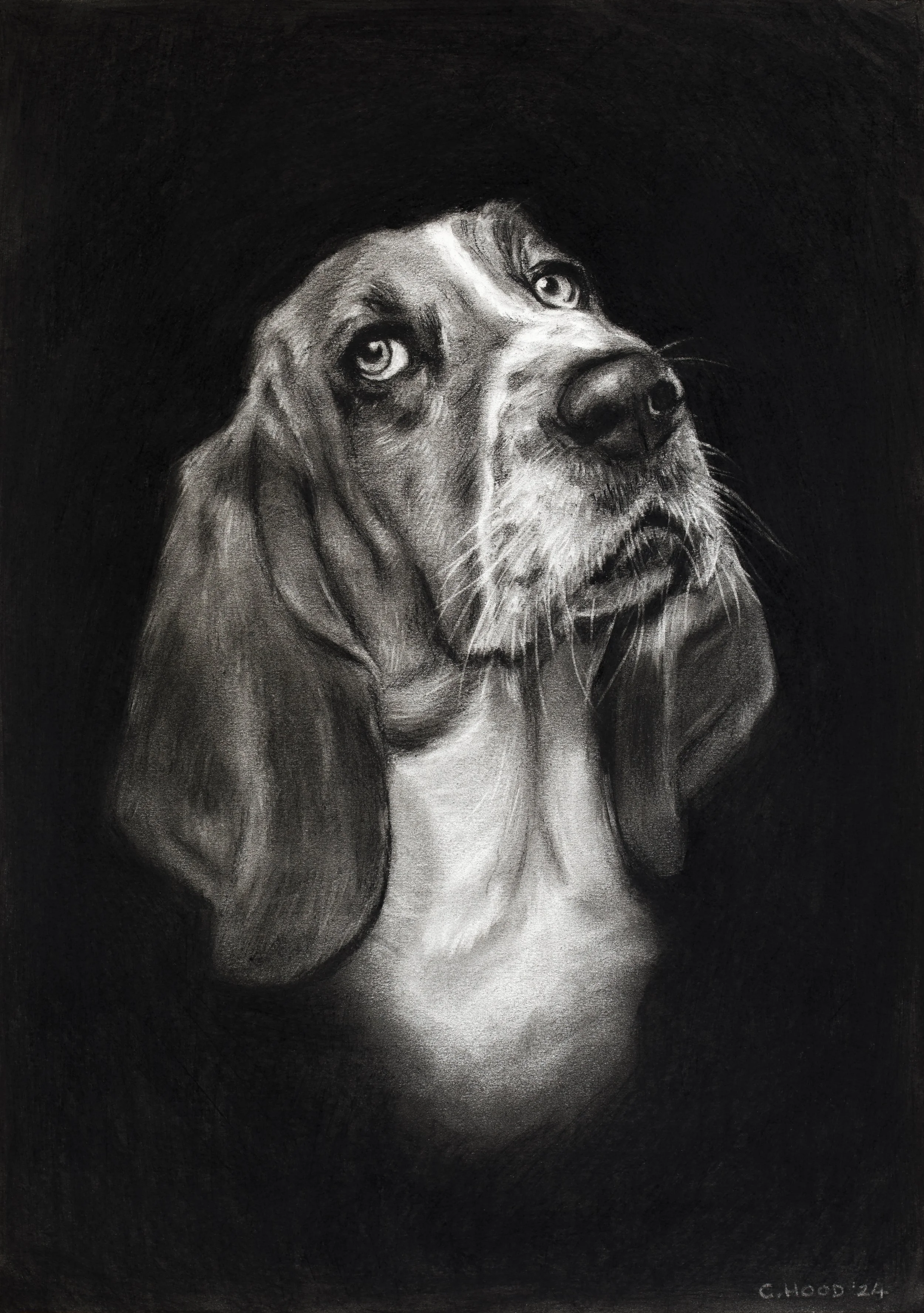 Basset Hound-1-2.jpg