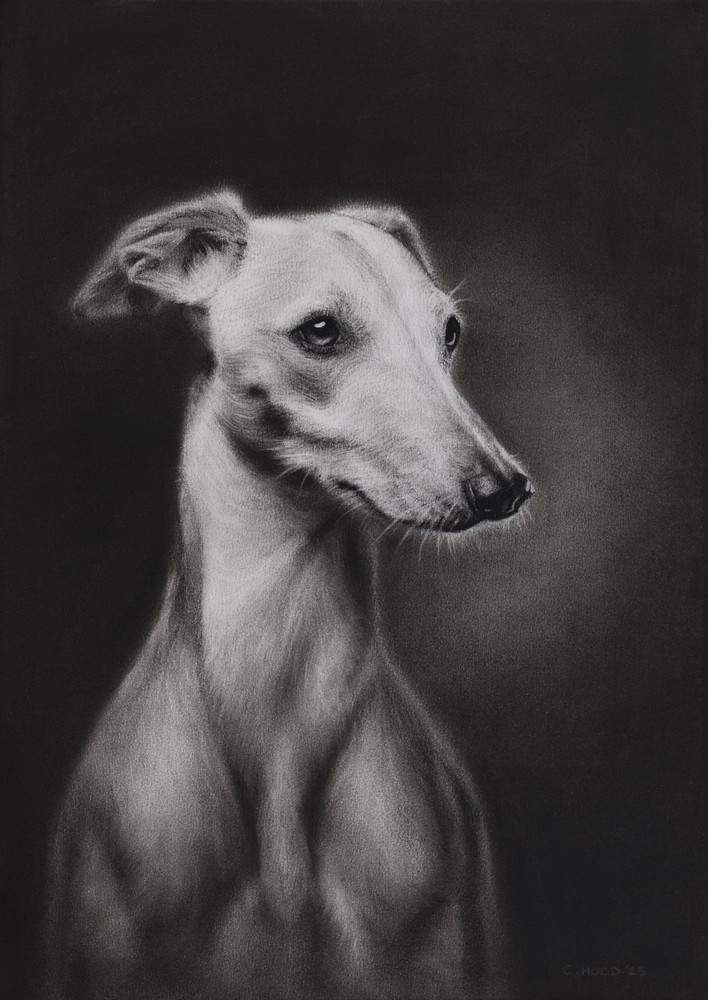 Greyhound Website-1.jpg