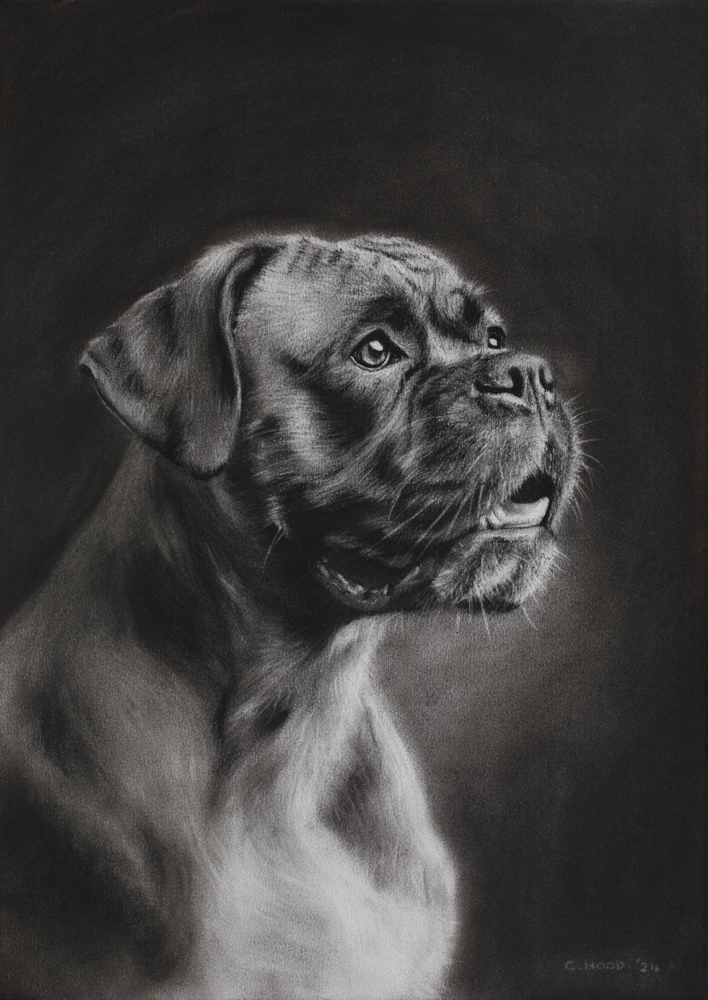 Boxer | Open Edition Print