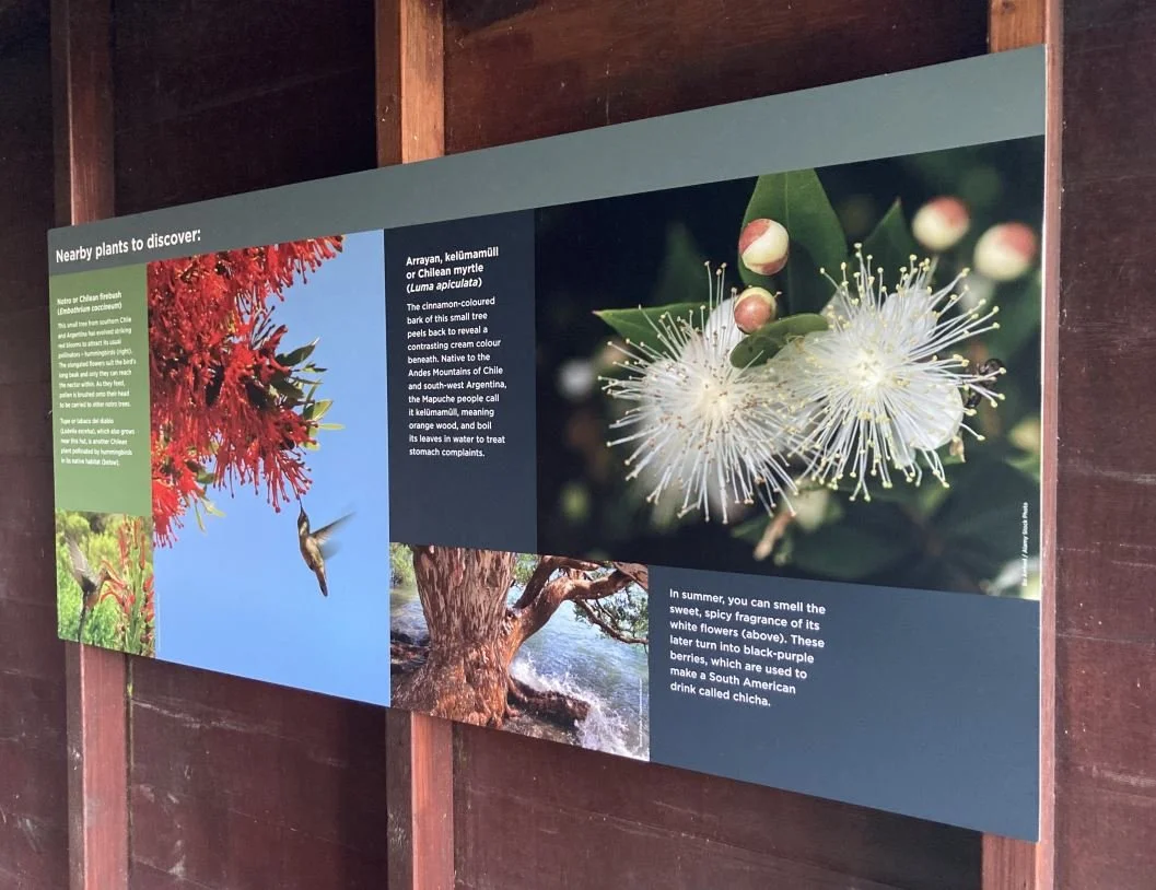 RBGE design example - Logan Chilean plants.JPG