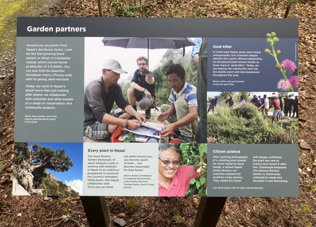 RBGE design example - Dawyck Nepalese plants.JPG