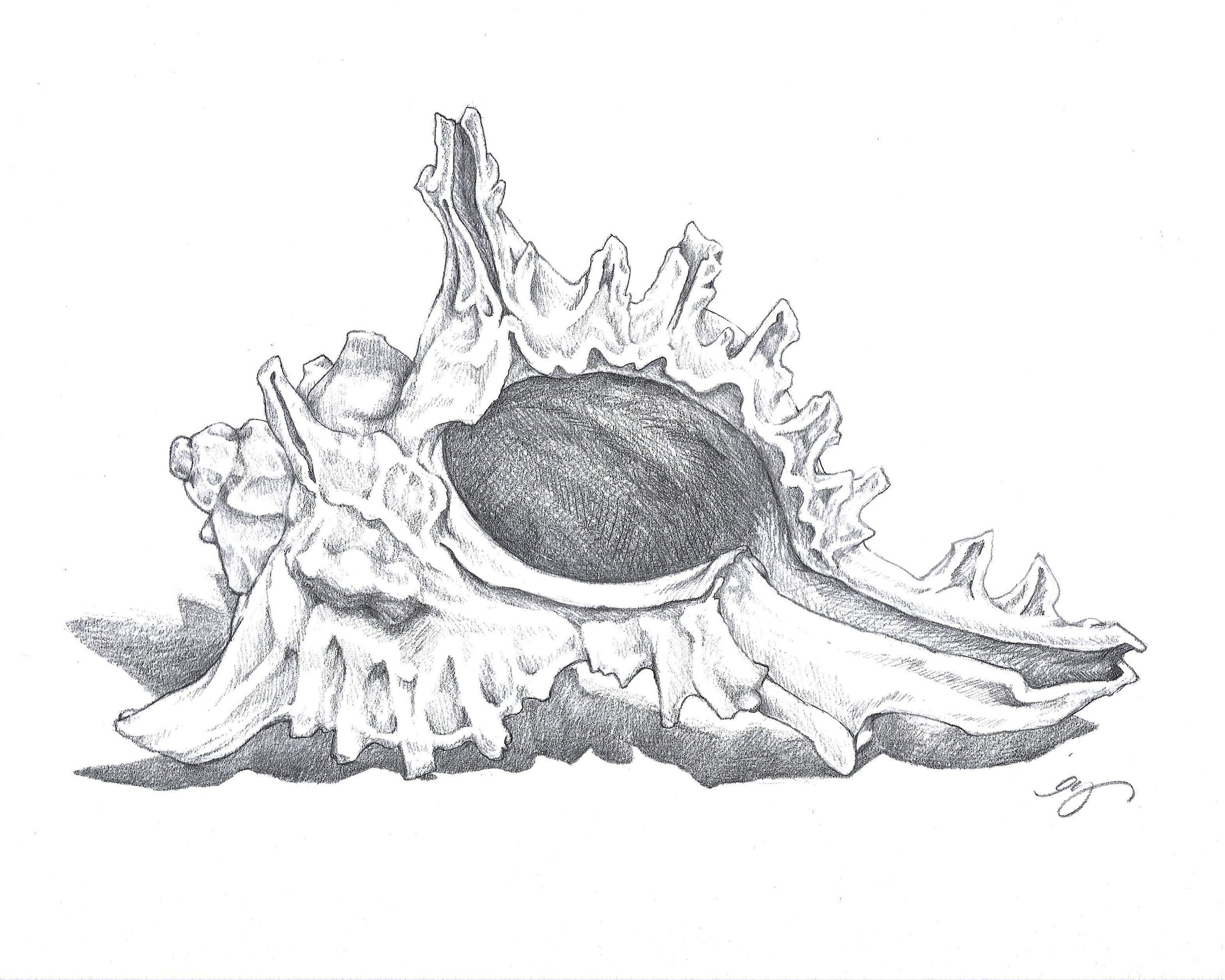 Shell