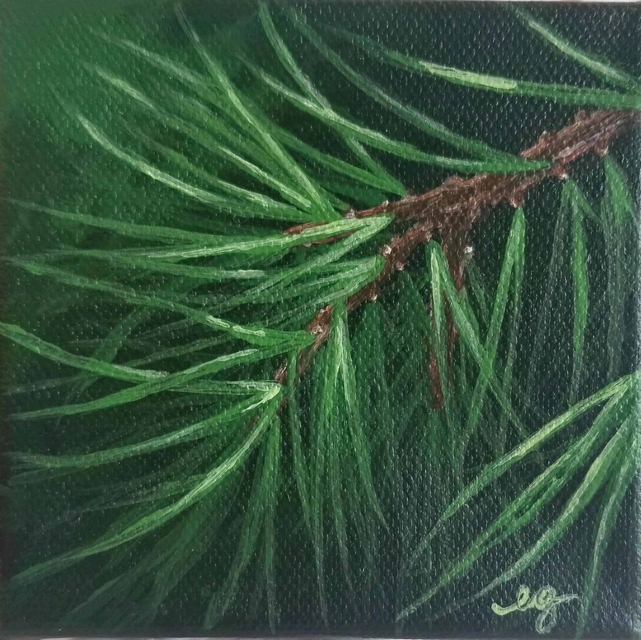 White Pine