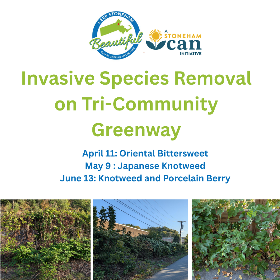 Invasive Species Removal on Tri-Community Greenway