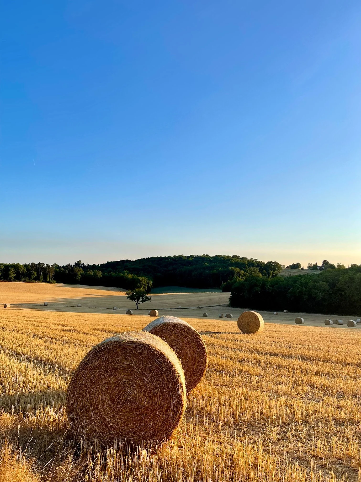 golden fields.jpg