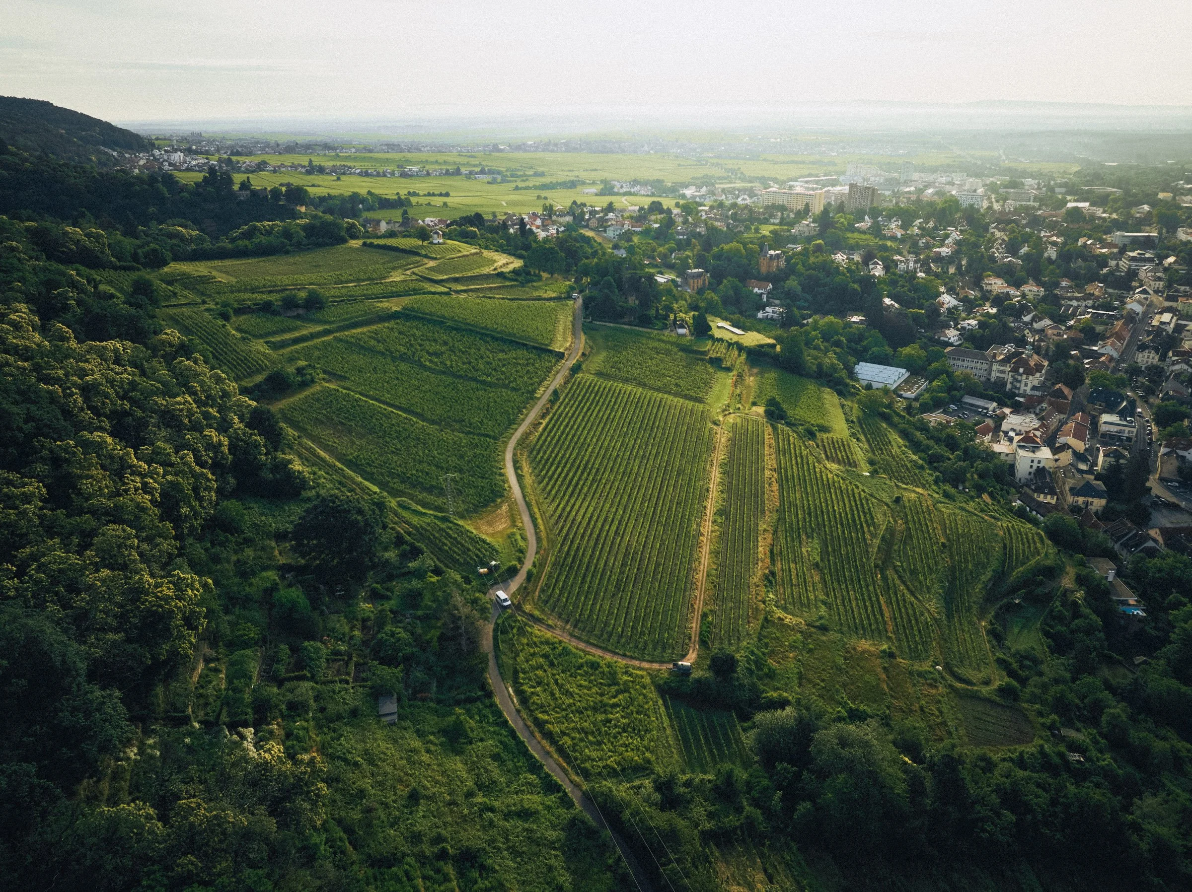 Landschaft mit Weinbergen, Wäldern und einer Stadt im Tal, umgeben von Hügeln, bei Tag mit diffusen Sonnenlicht.