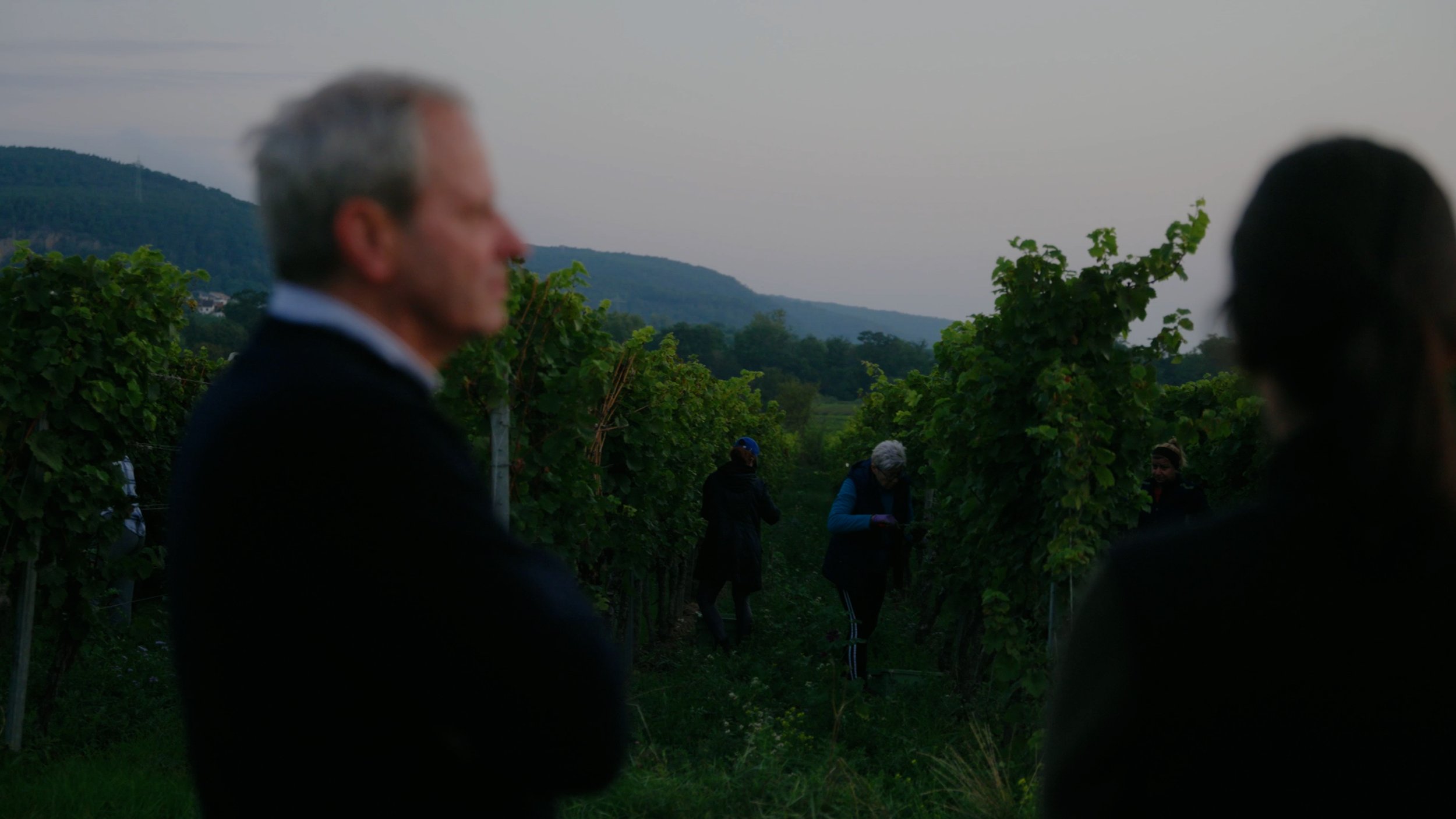 Menschen in Weinbergen bei Sonnenuntergang, einige arbeiten an den Reben, im Hintergrund hügelige Landschaft.
