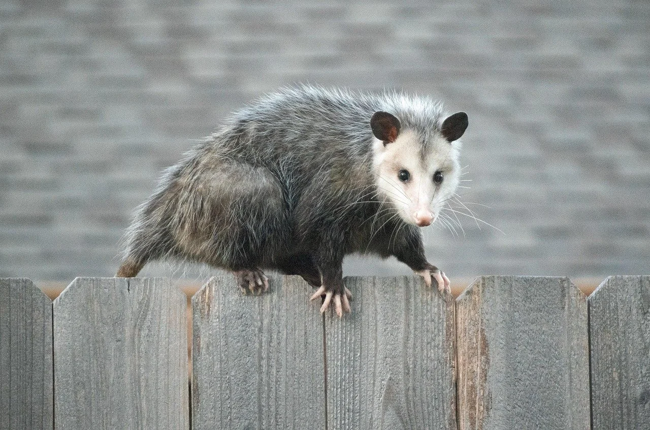 Lessons from an Opossum