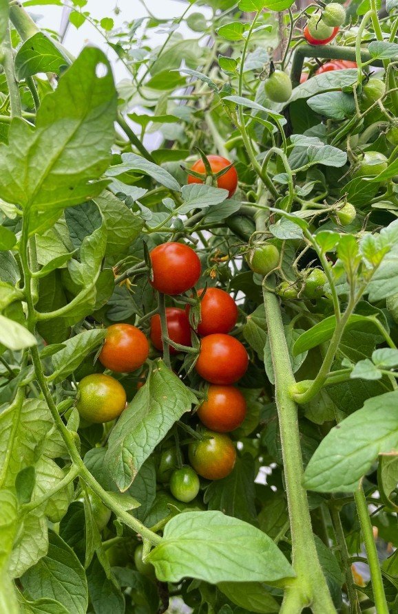 Chery Tomatoes.jpg