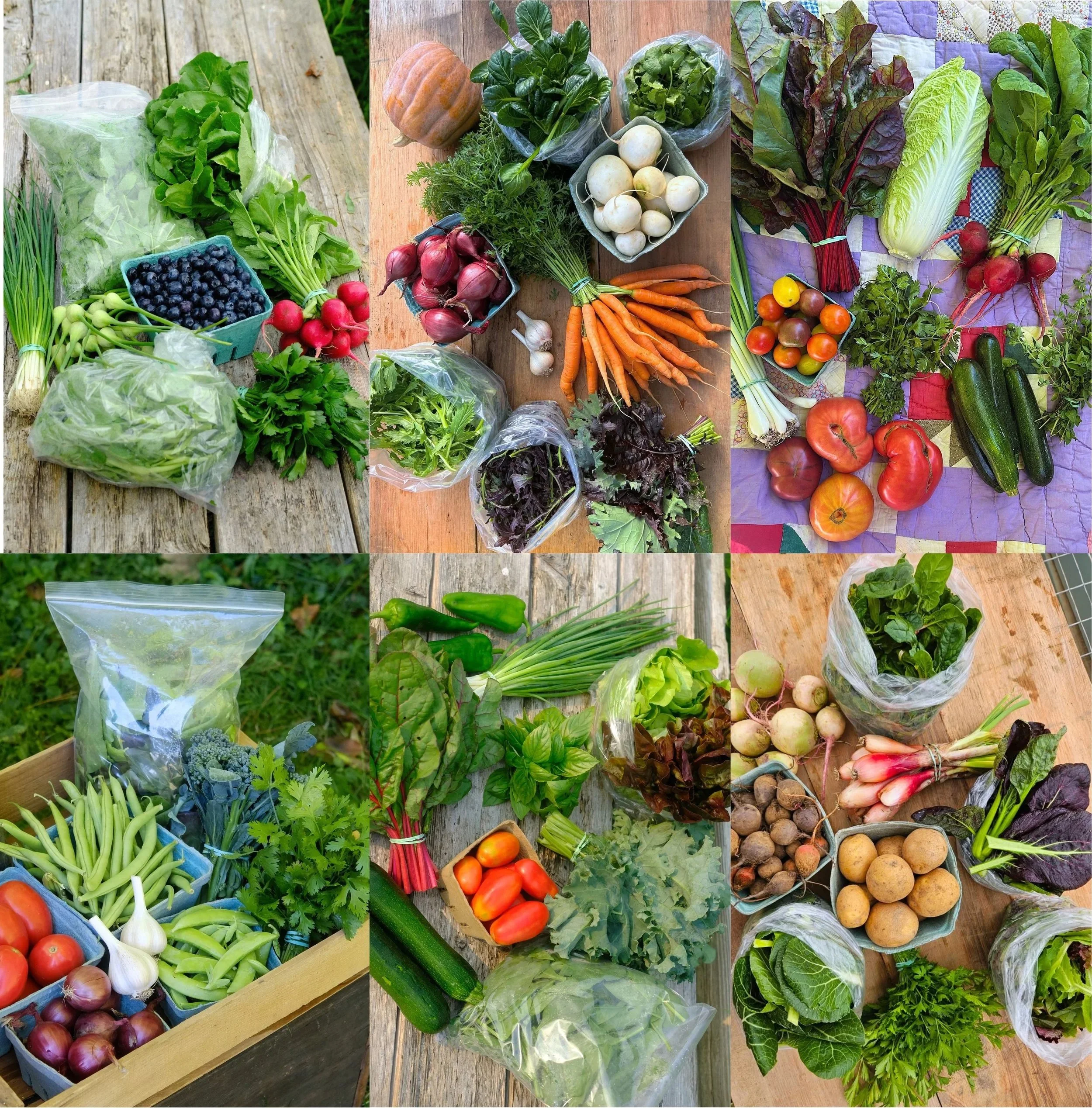 2026 Large Share (Full Season)