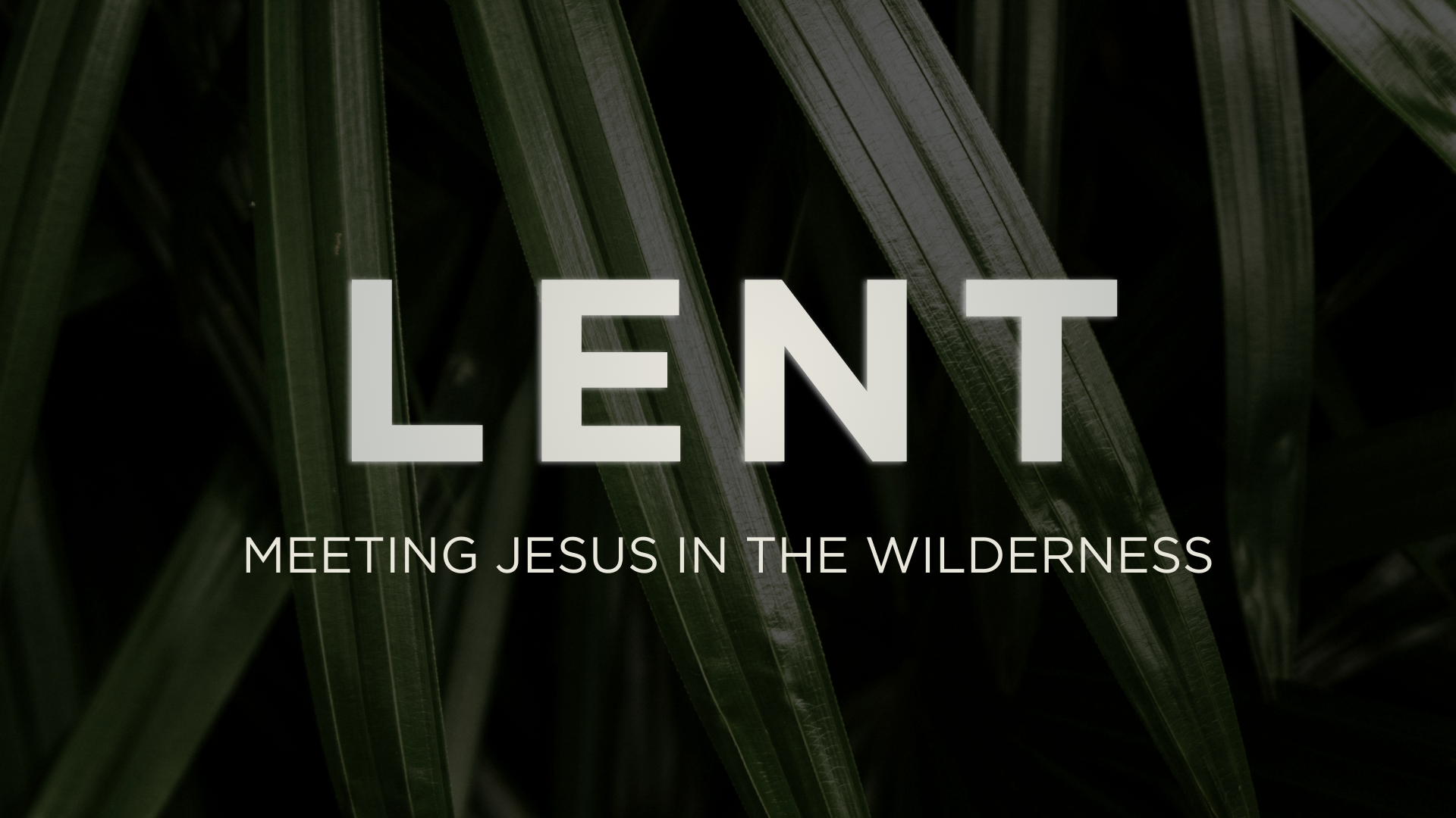 Lent: Meeting Jesus in the Wilderness