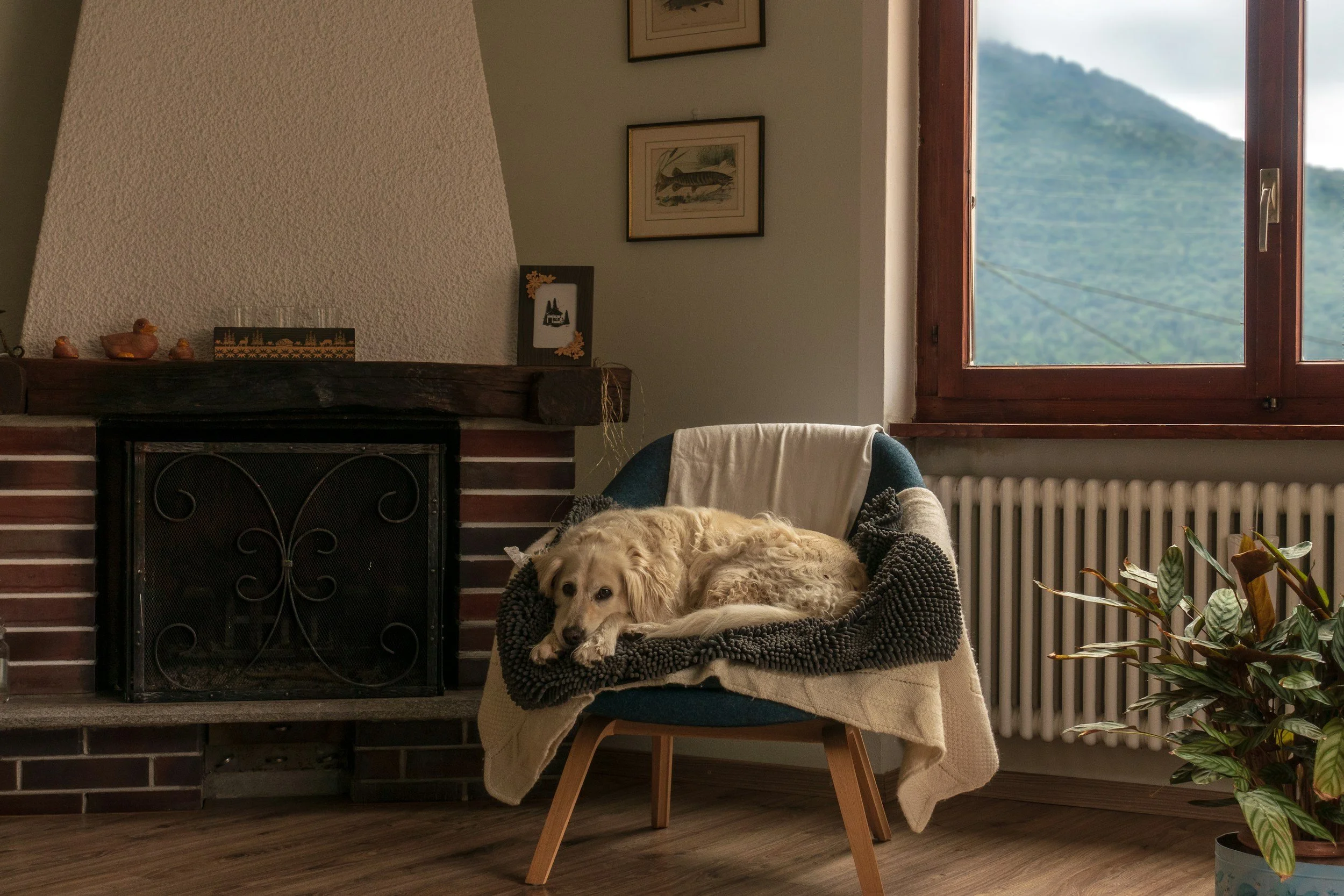 Dog resting on cozy chair near window, symbolizing comfort, safety, and a calming home environment for emotional healing
