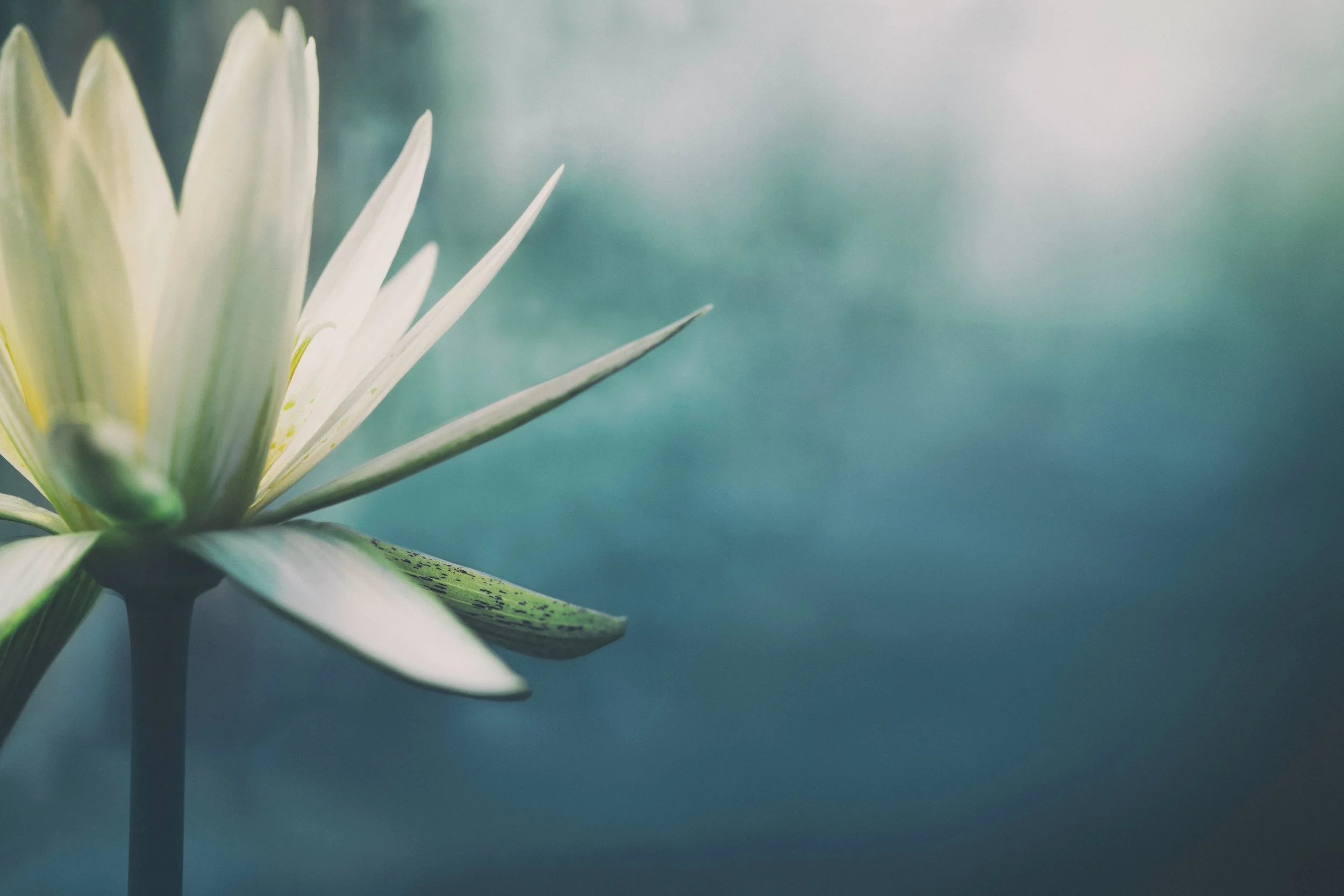 The Center for Ayurvedic and Yogic Healing
