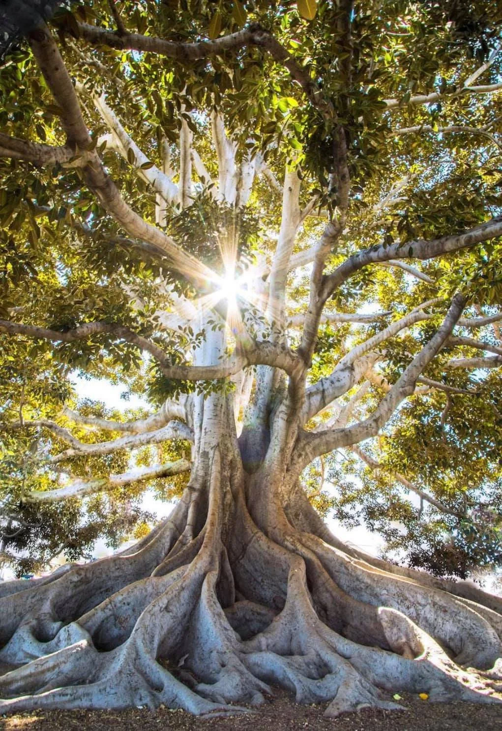 The Center for Ayurvedic and Yogic Healing