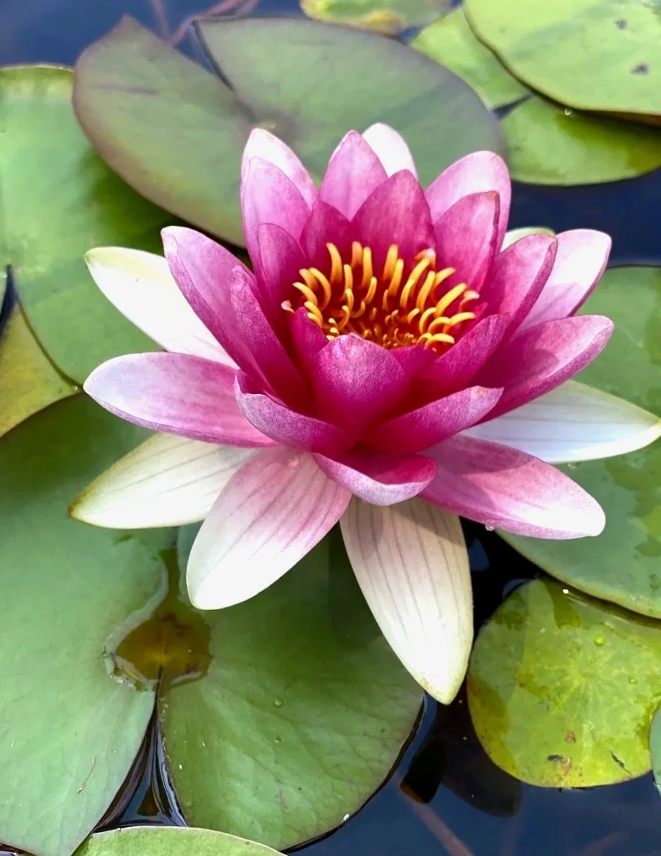 The Center for Ayurvedic and Yogic Healing