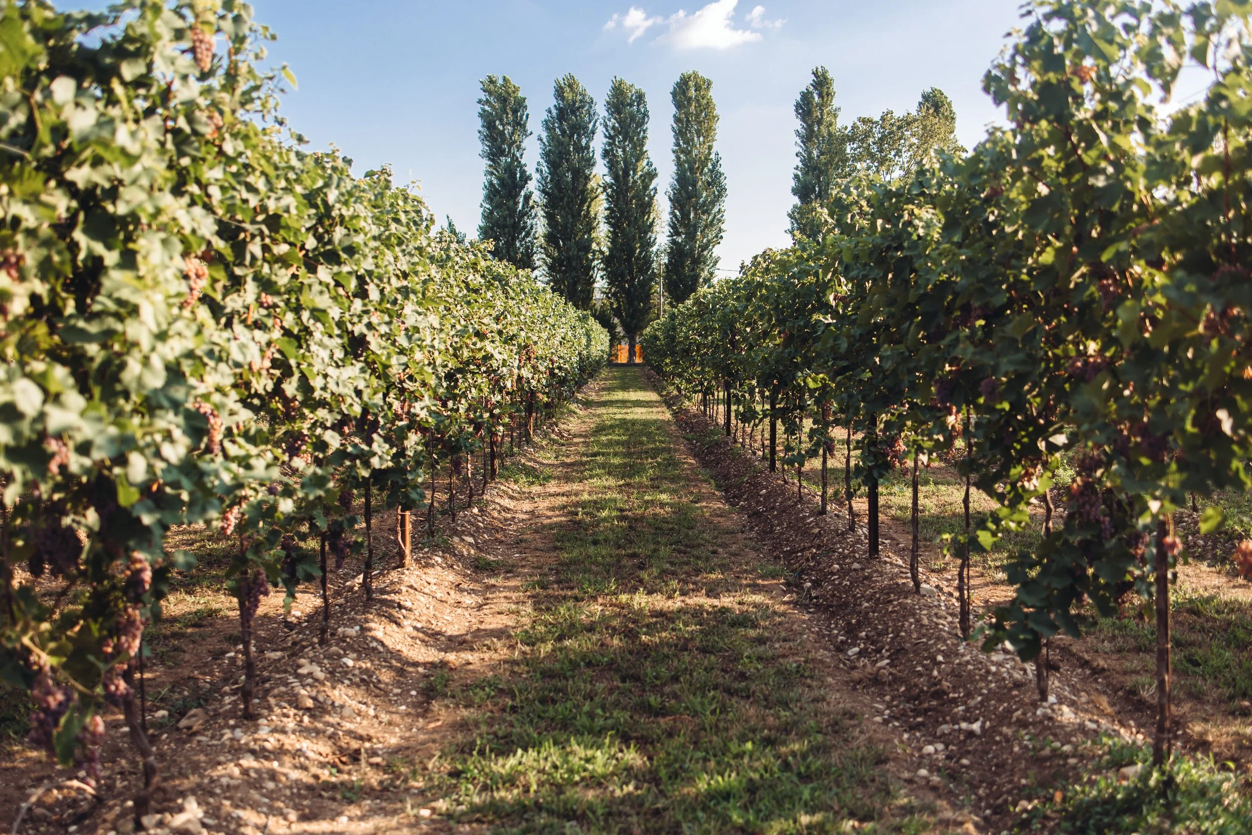 LA CANTINA PIZZOLATO - VINEYARDS (1).jpg