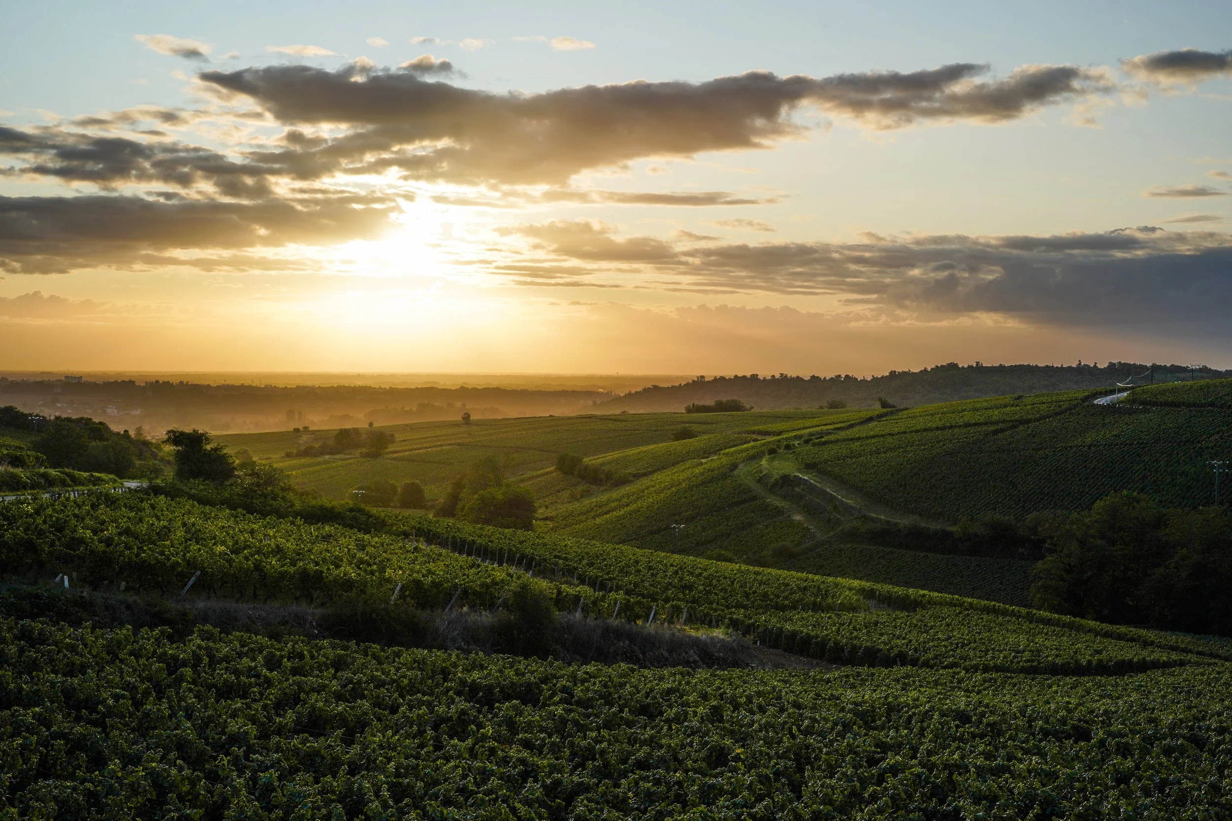 Famille Paquet Vineyard.jpg