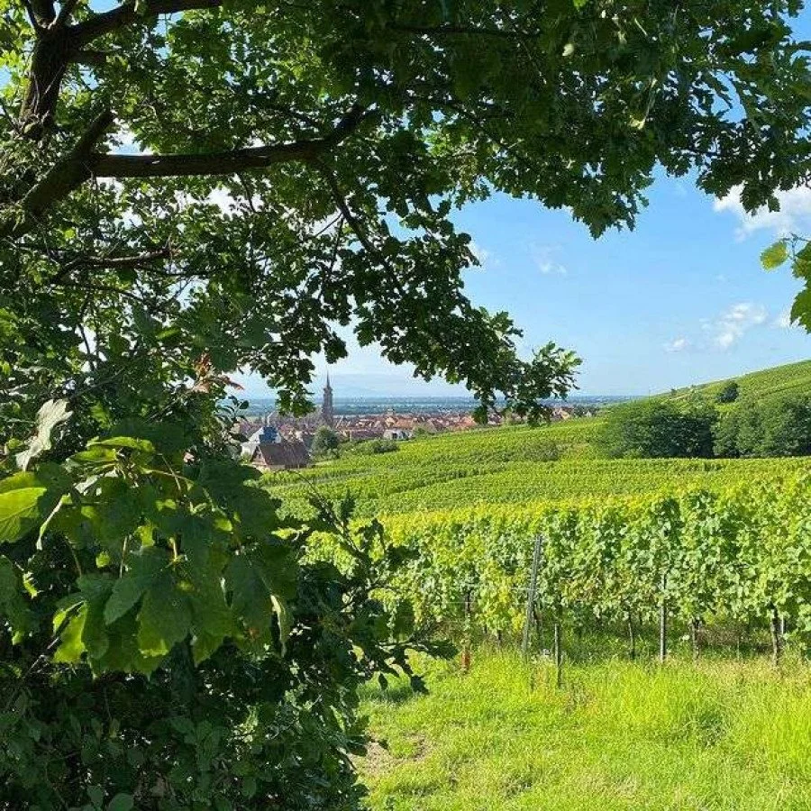 Charles-Frey-Vineyard-Scenery-900x0-c-default.jpg