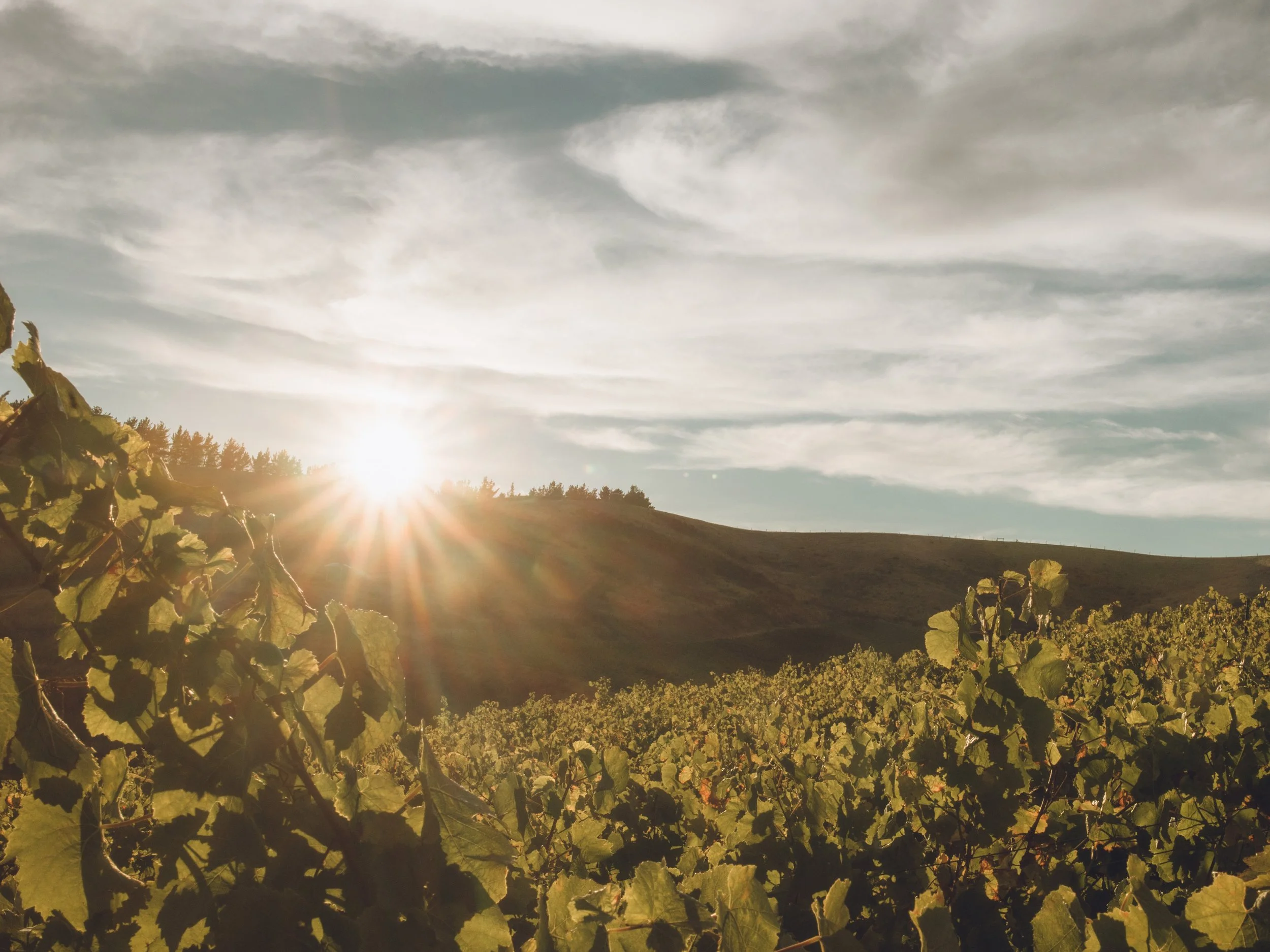 Two Rivers Vineyard Southern Valleys Brookby Hill Harvest light crop.jpg
