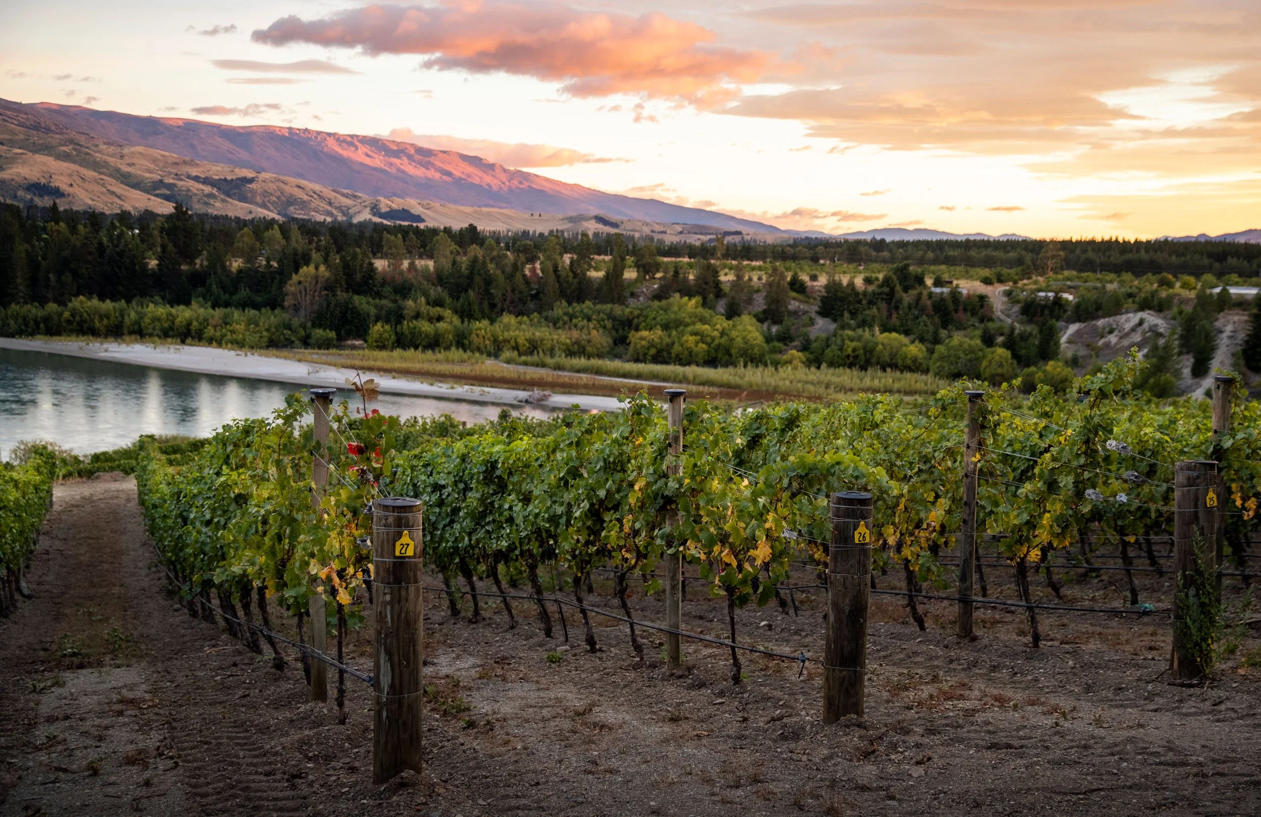 Te Kano Vineyard 2.jpg